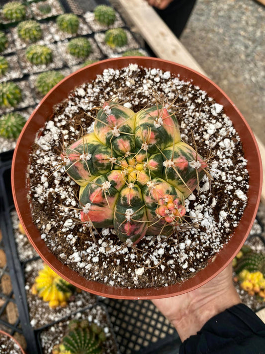 Gymnocalycium horstii buining variegado