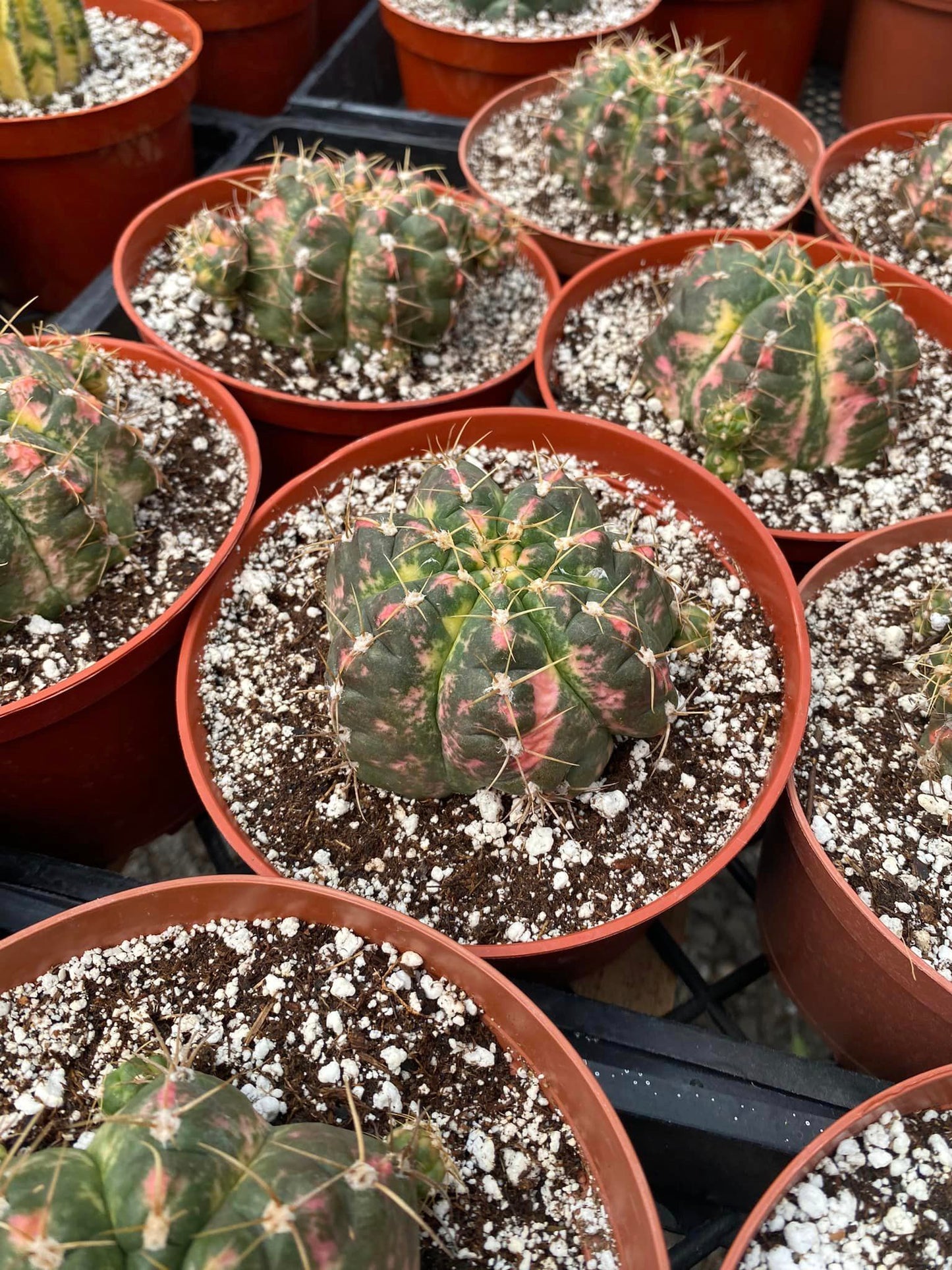 Gymnocalycium horstii buining variegado