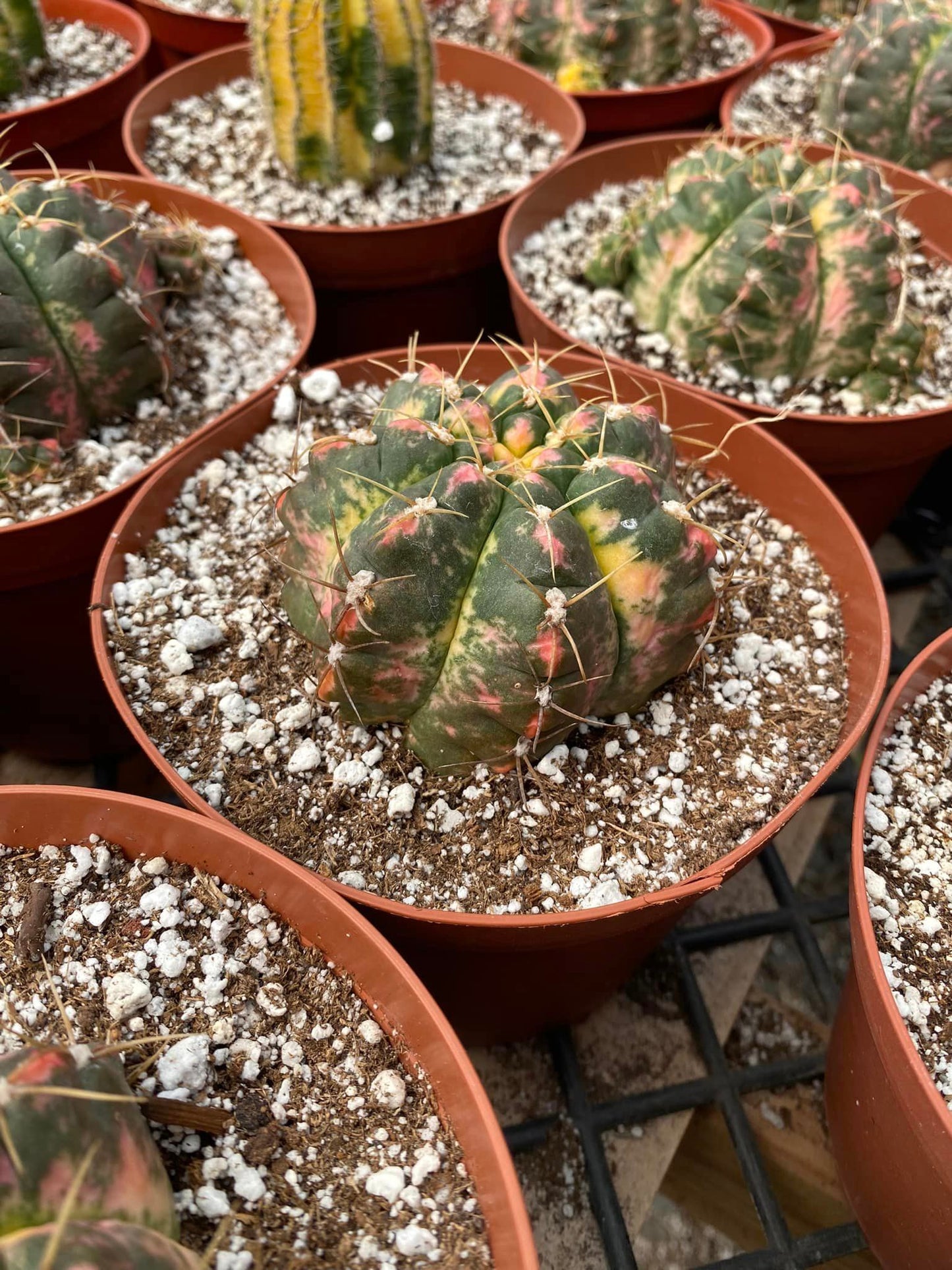 Gymnocalycium horstii buining variegado