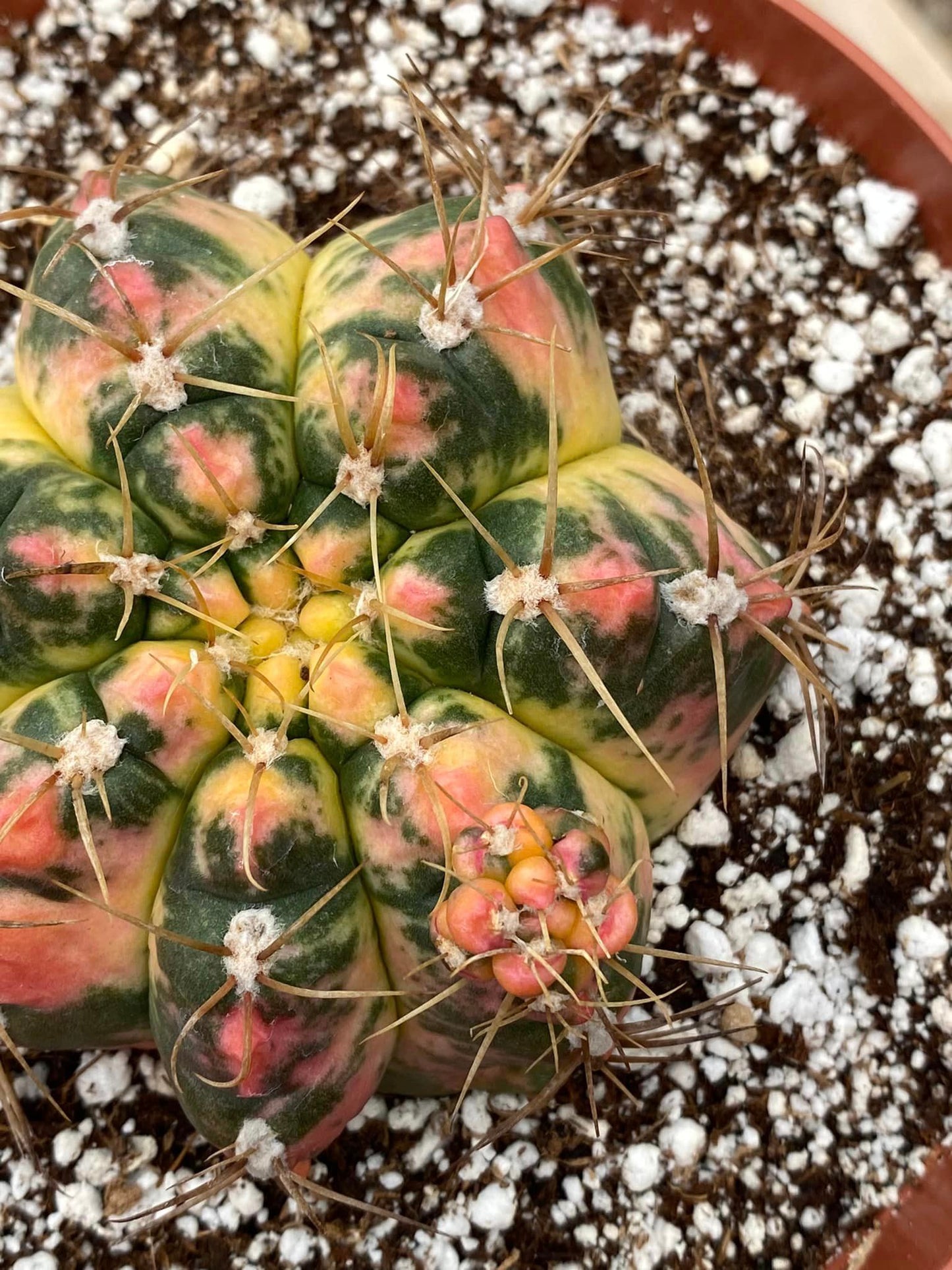 Gymnocalycium horstii buining variegado