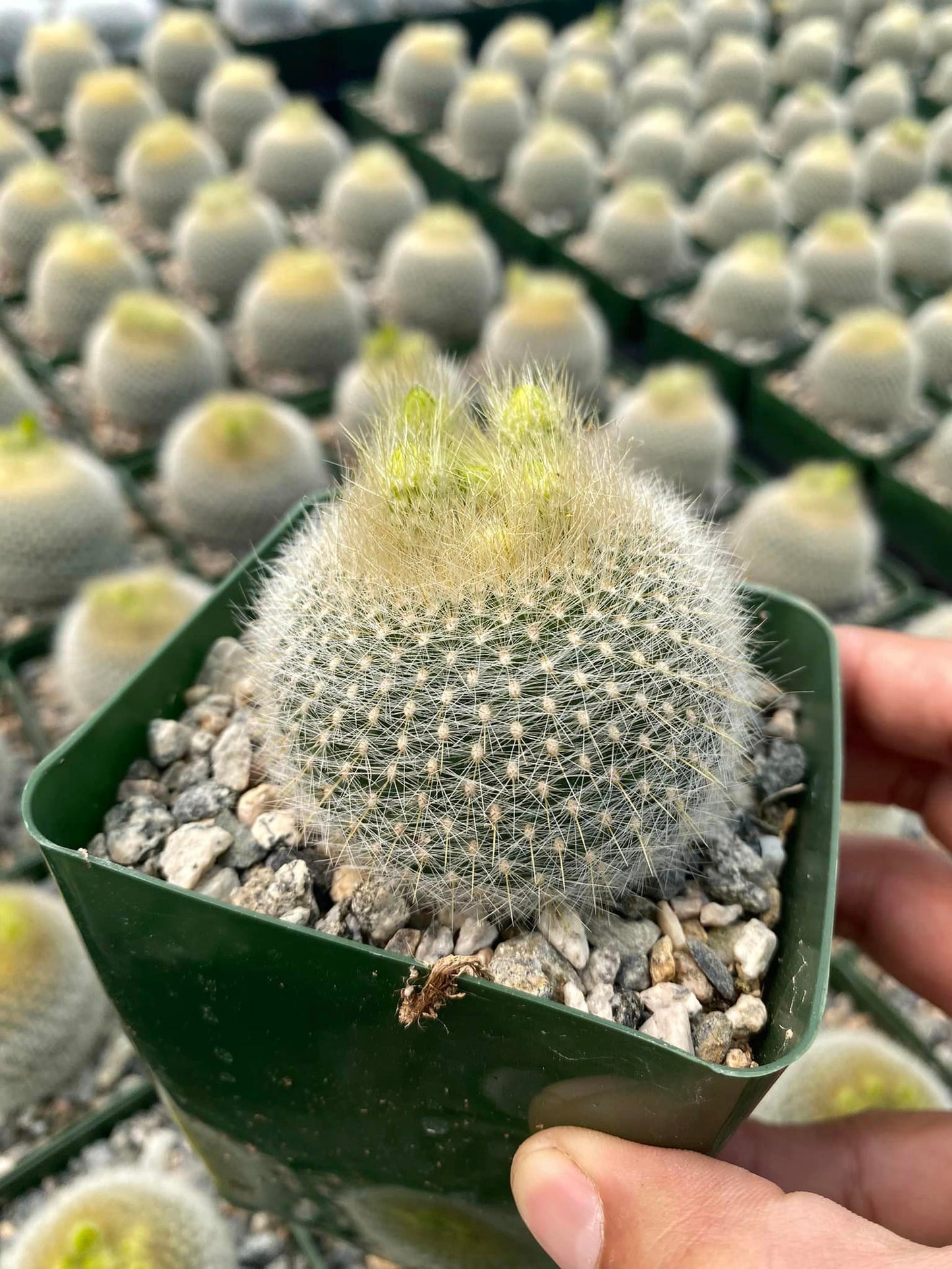 Notocactus graessneri var. Albisetus