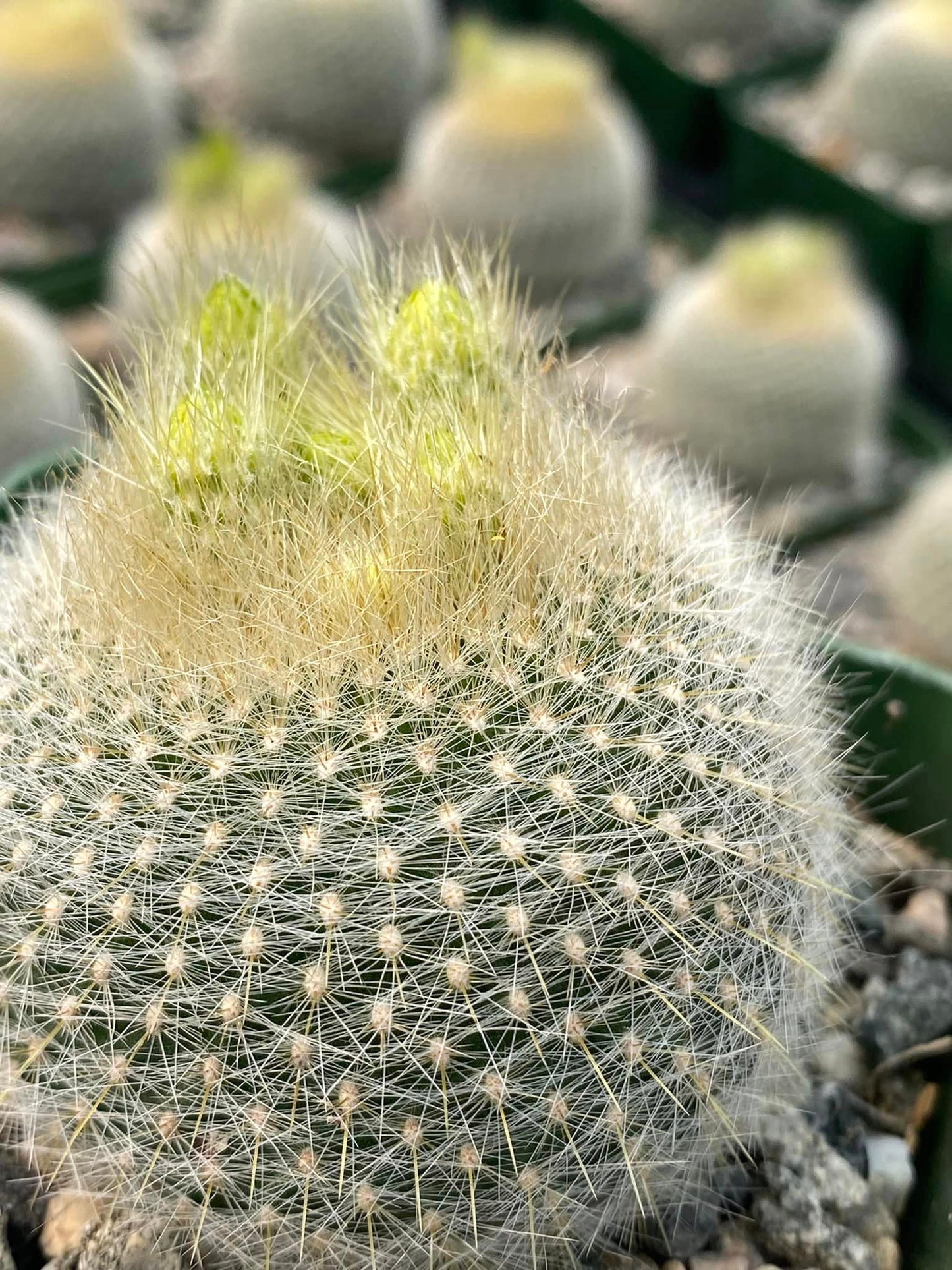 Notocactus graessneri var. Albisetus