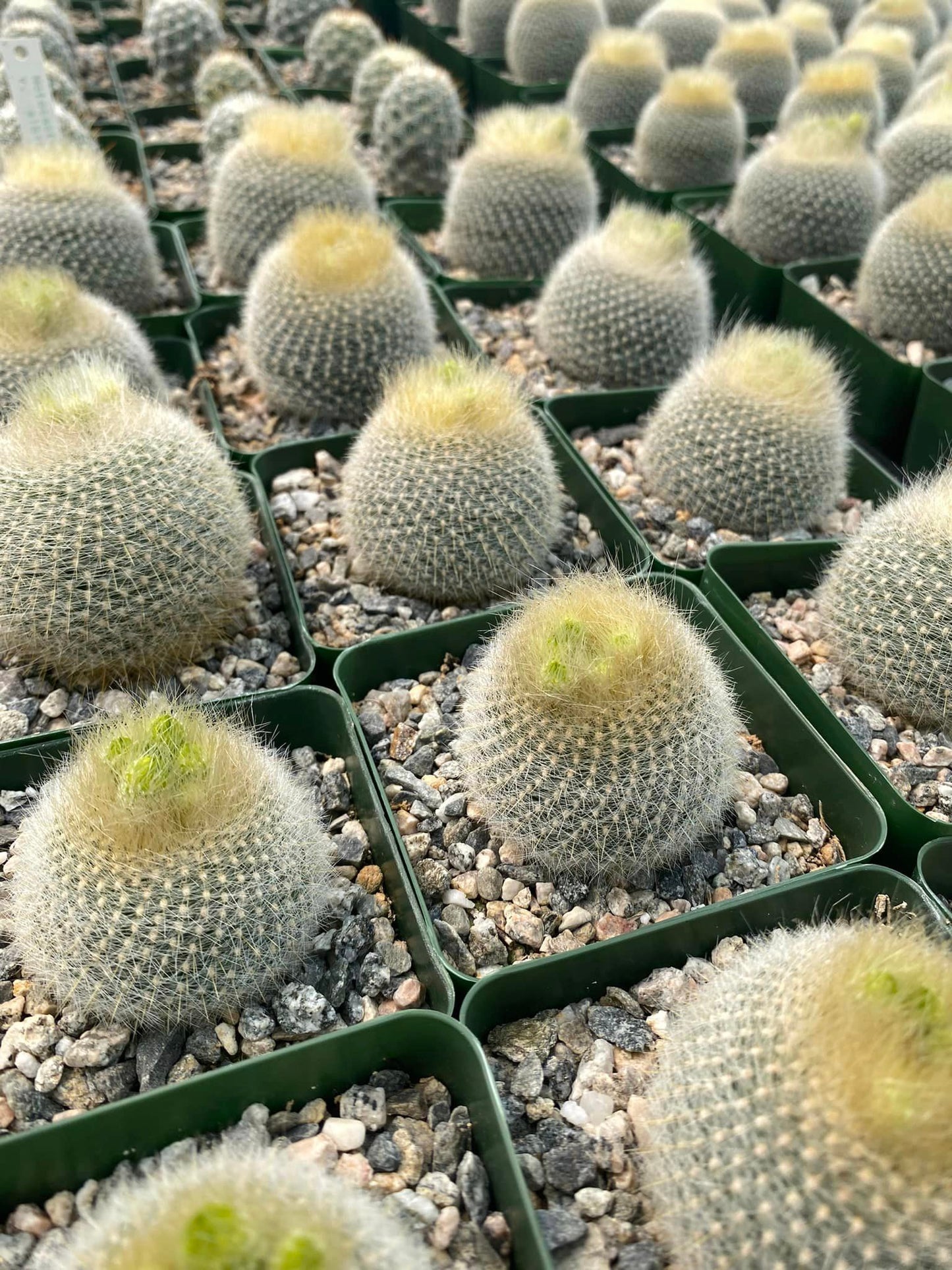 Notocactus graessneri var. Albisetus