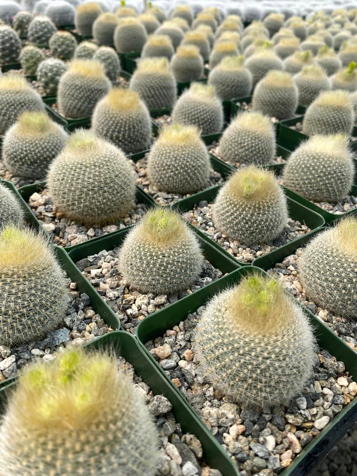 Notocactus graessneri var. Albisetus