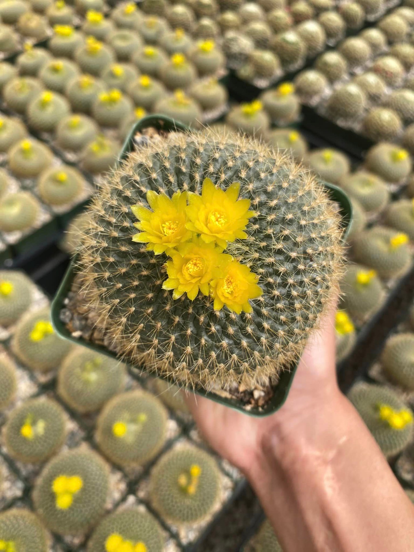 Notocactus graessneri v. flaviflorus