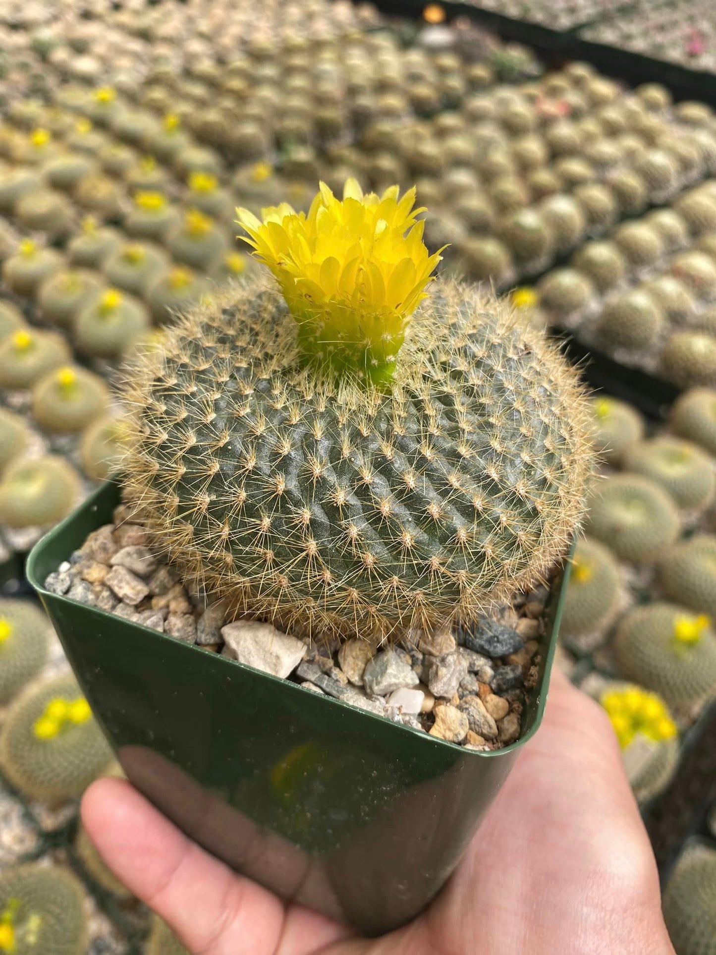 Notocactus graessneri v. flaviflorus