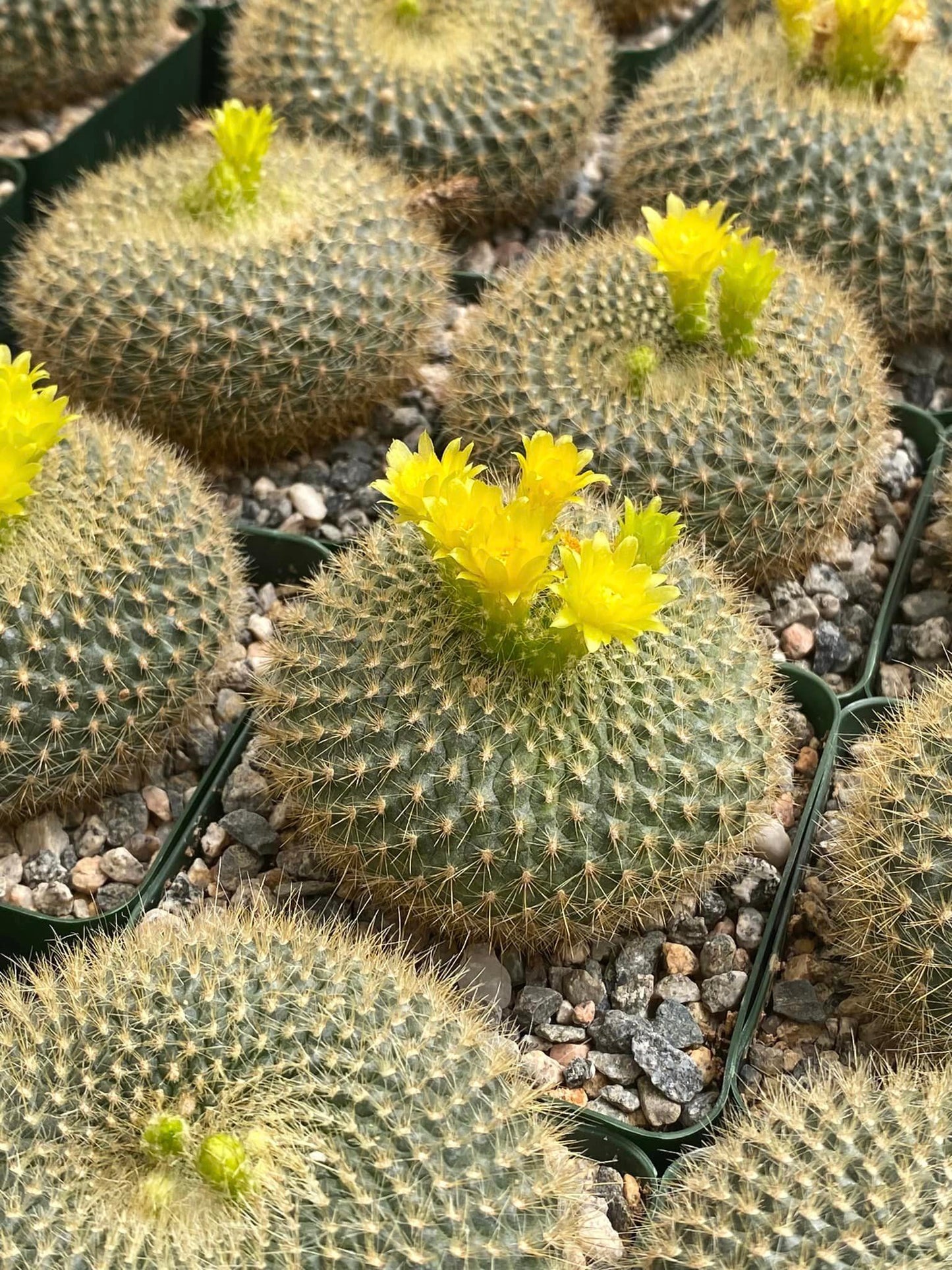 Notocactus graessneri v. flaviflorus