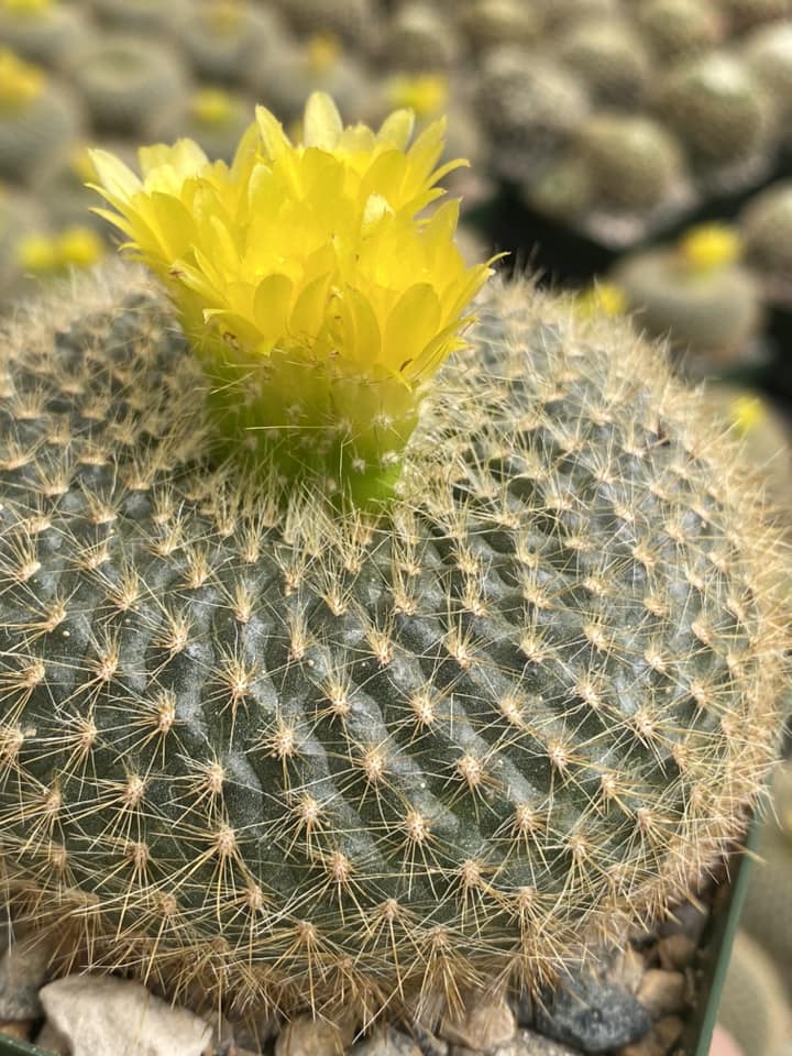 Notocactus graessneri v. flaviflorus