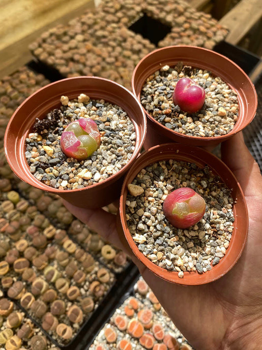 Conophytum Maughanii