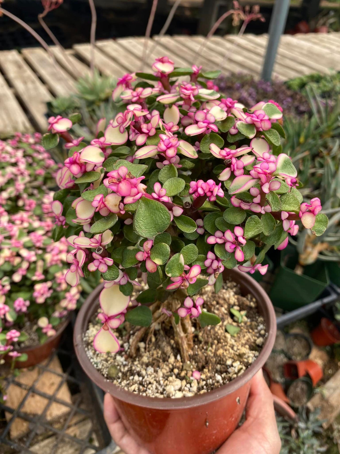 Portucalaria afro Variegada pink