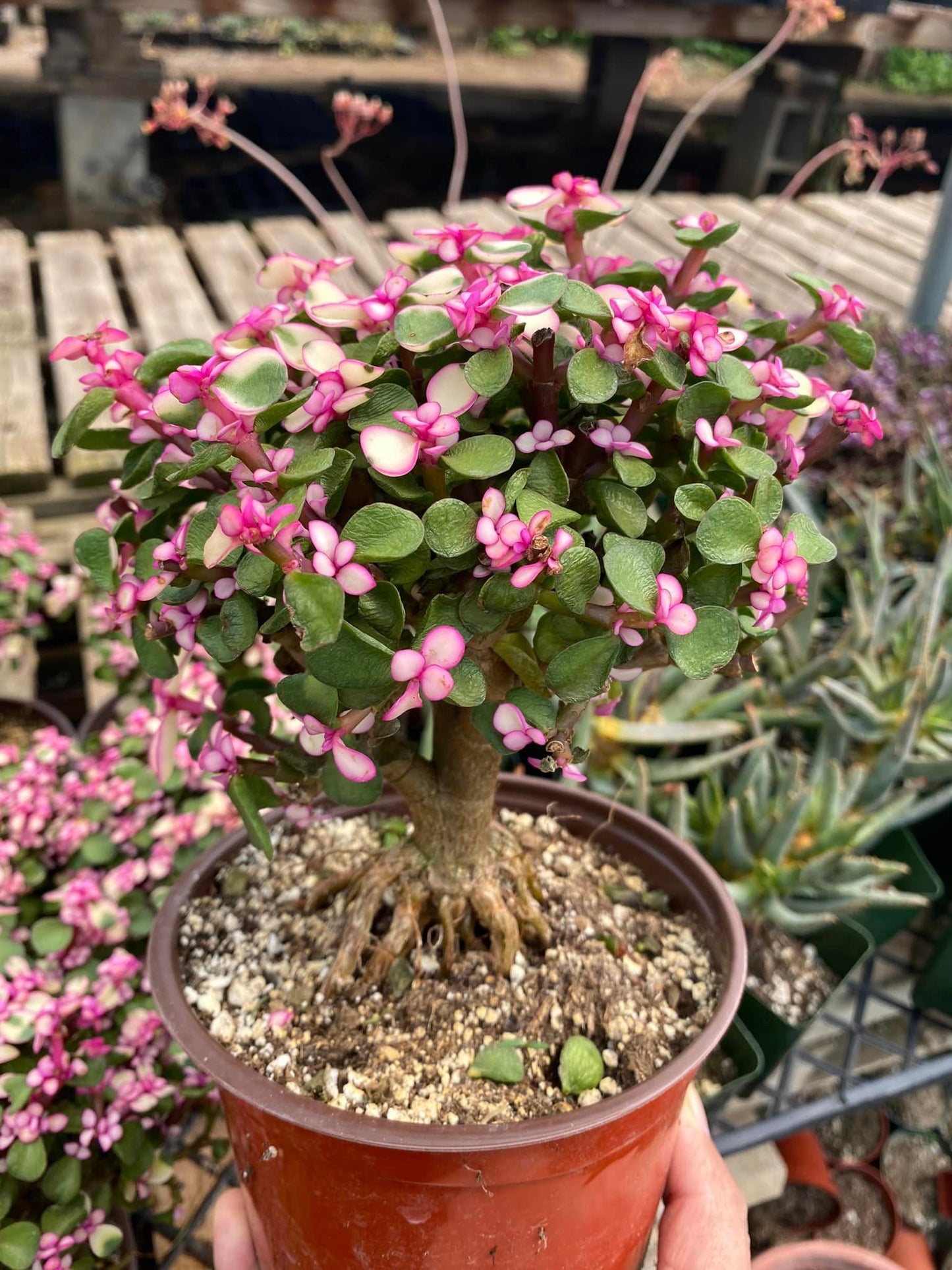 Portucalaria afro Variegada pink