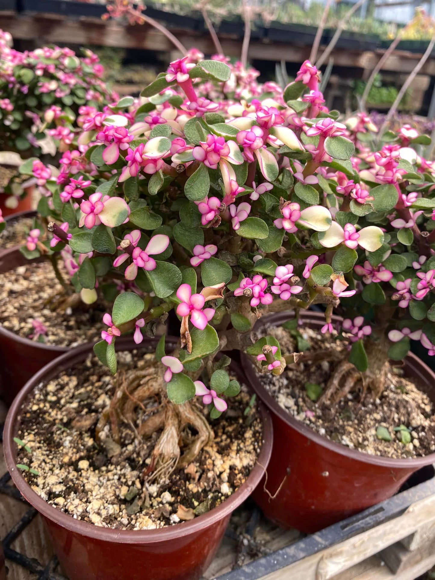 Portucalaria afro Variegada pink