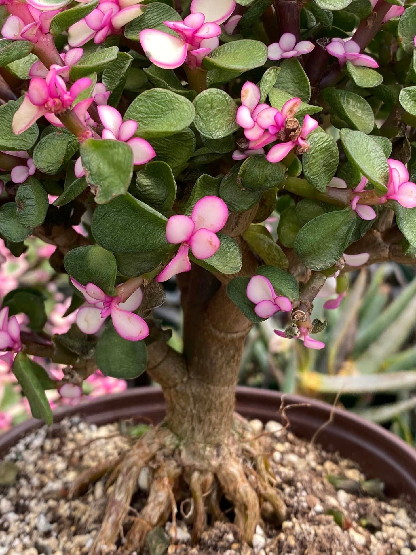 Portucalaria afro Variegada pink