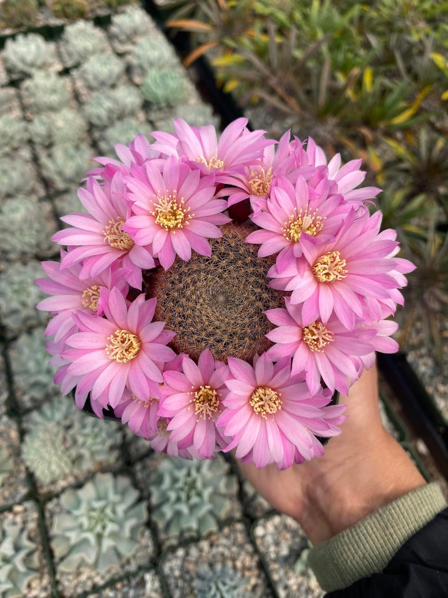 Rebutia narvaecensis