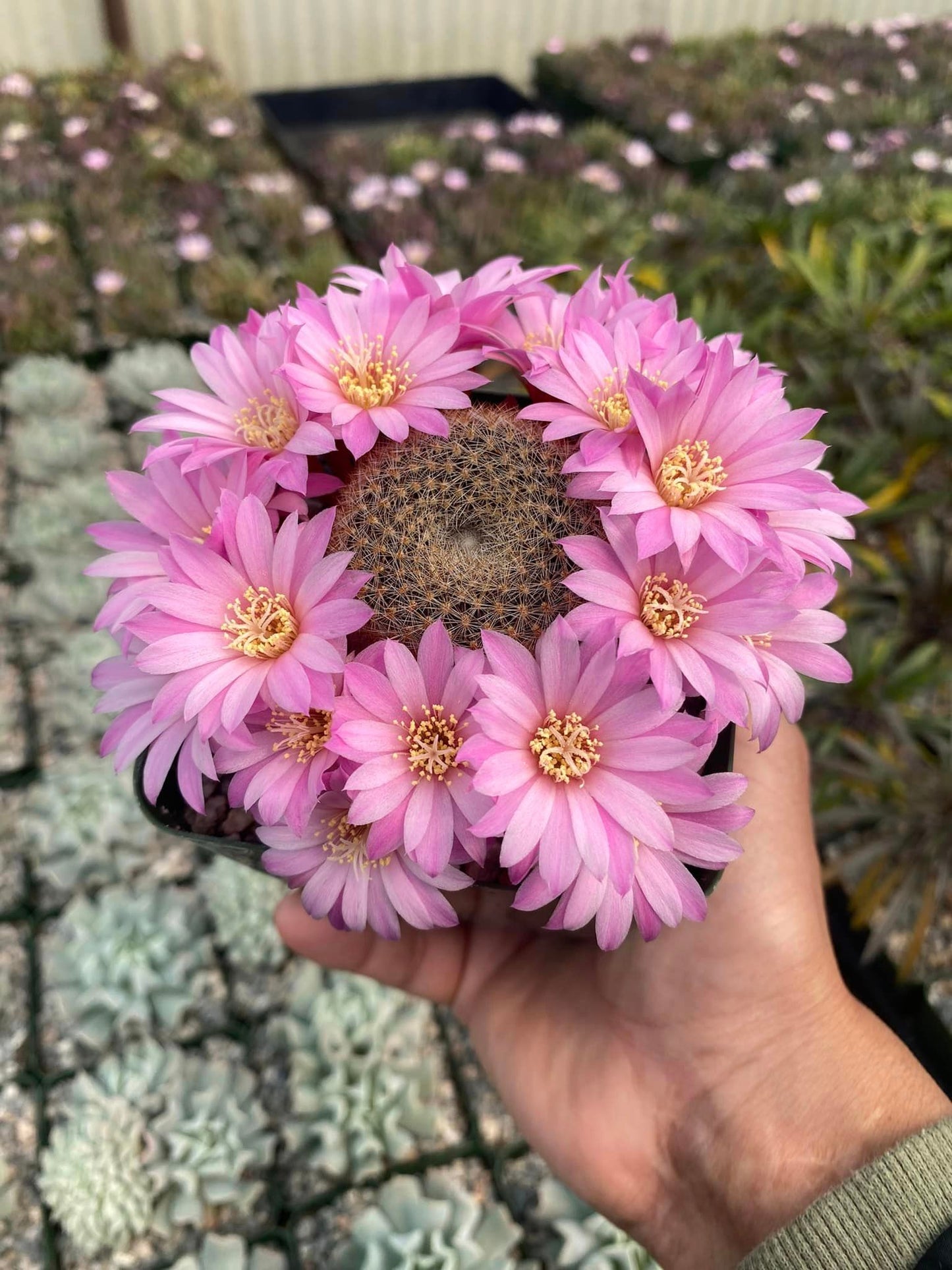 Rebutia narvaecensis