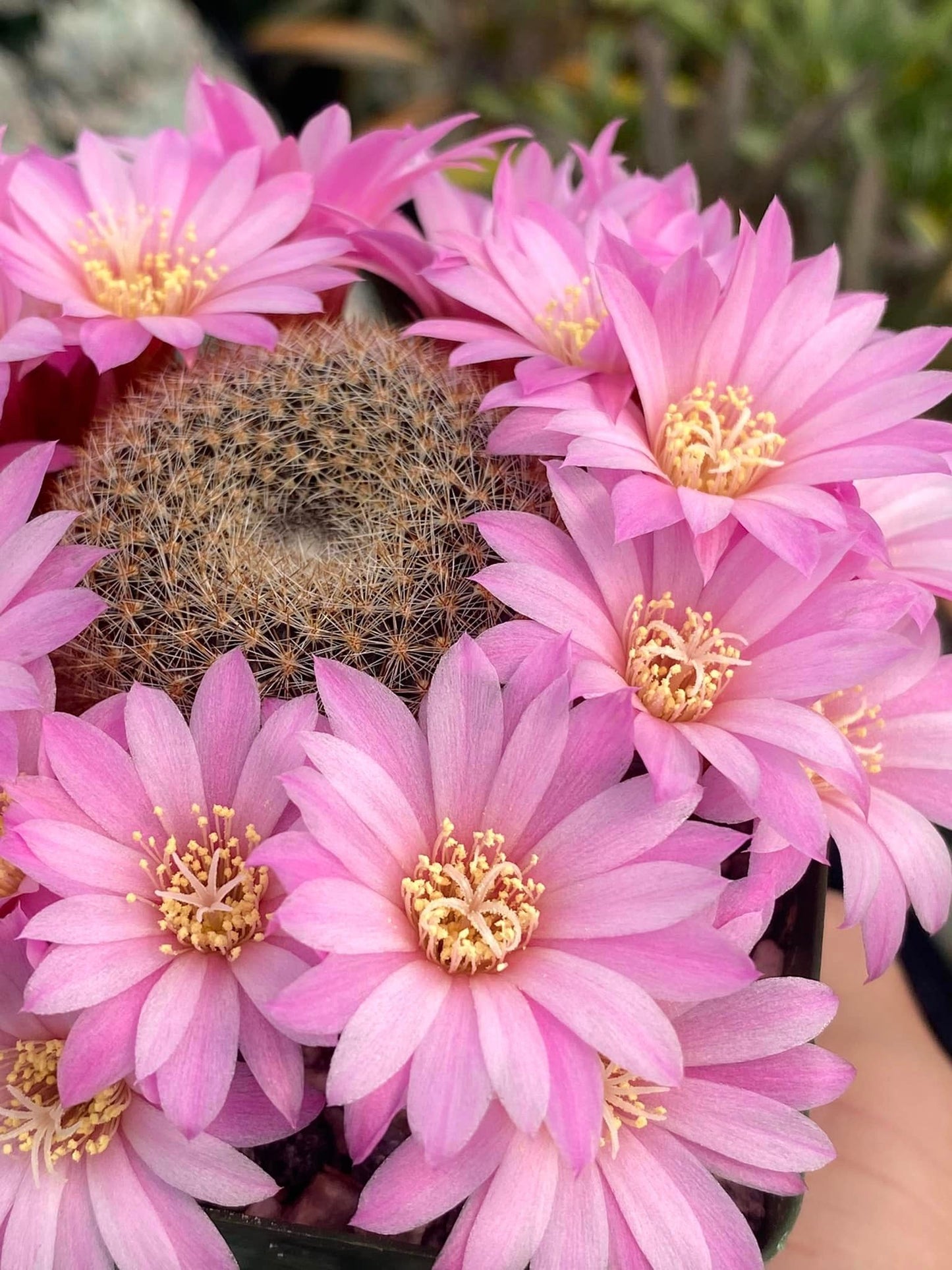 Rebutia narvaecensis