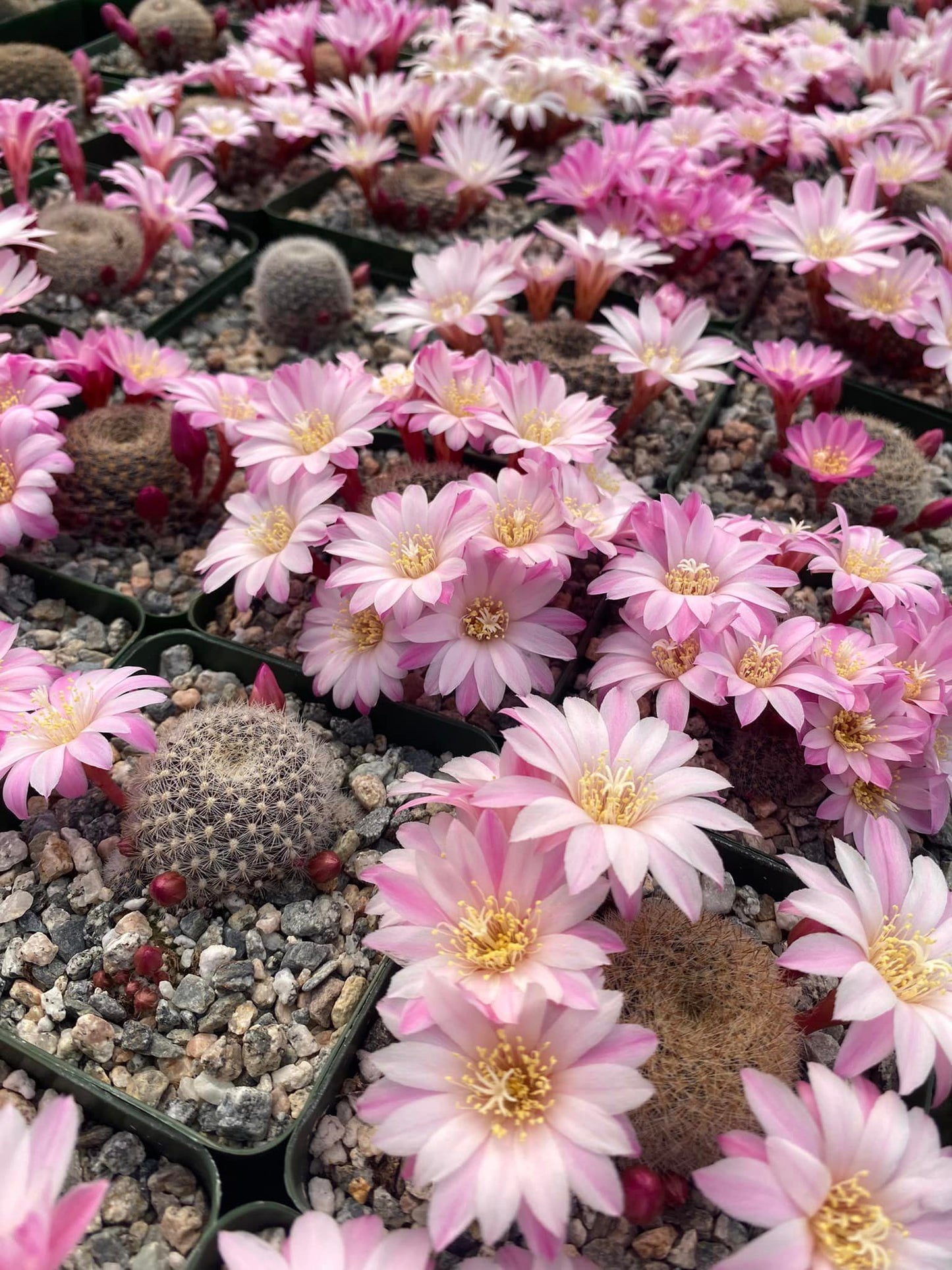 Rebutia narvaecensis