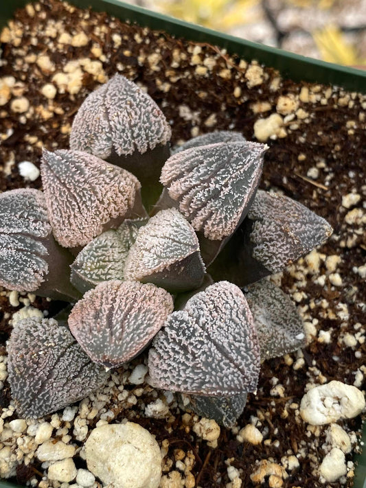 Haworthia pygmaea var. Pygmaea