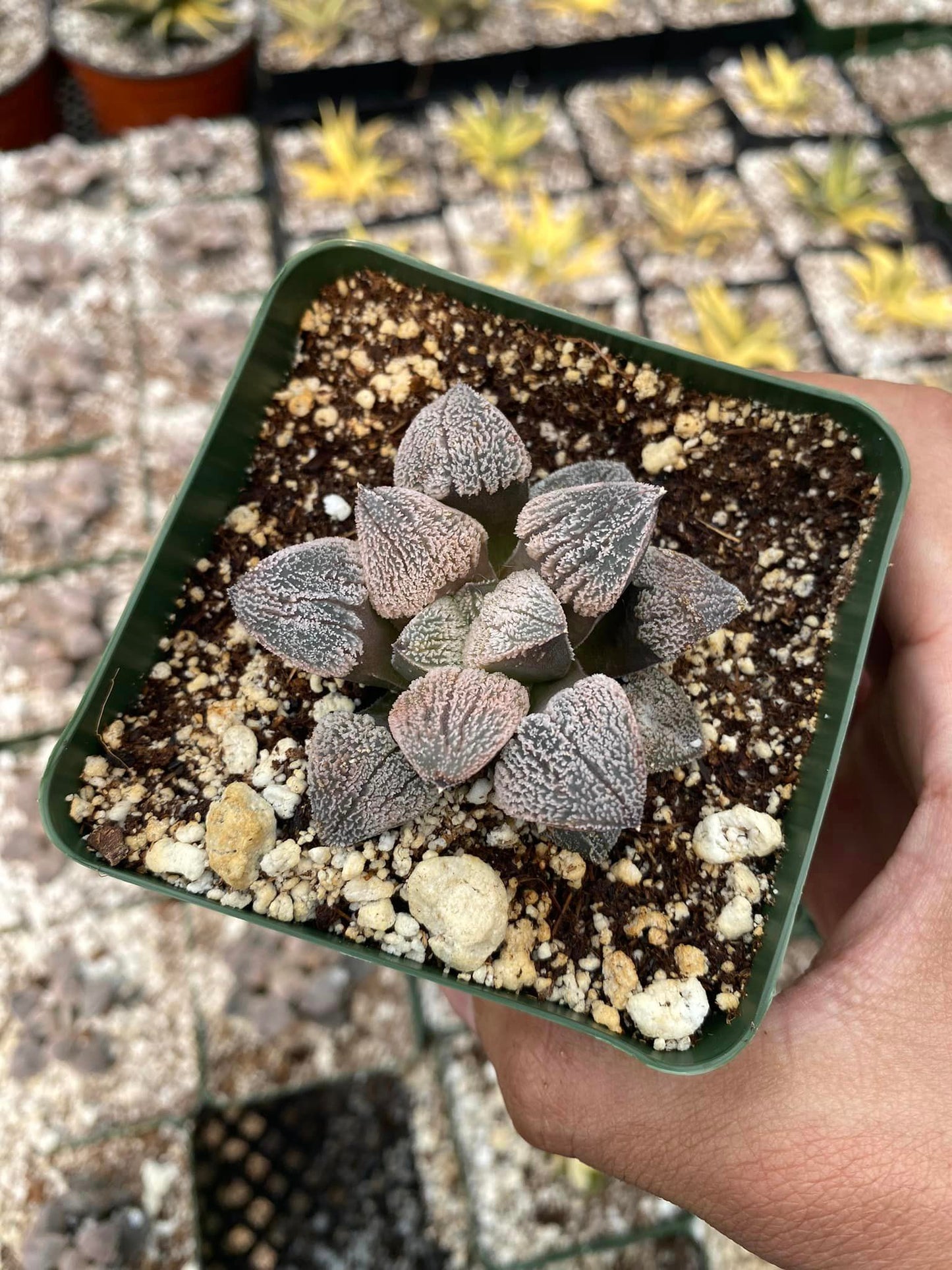 Haworthia pygmaea var. Pygmaea