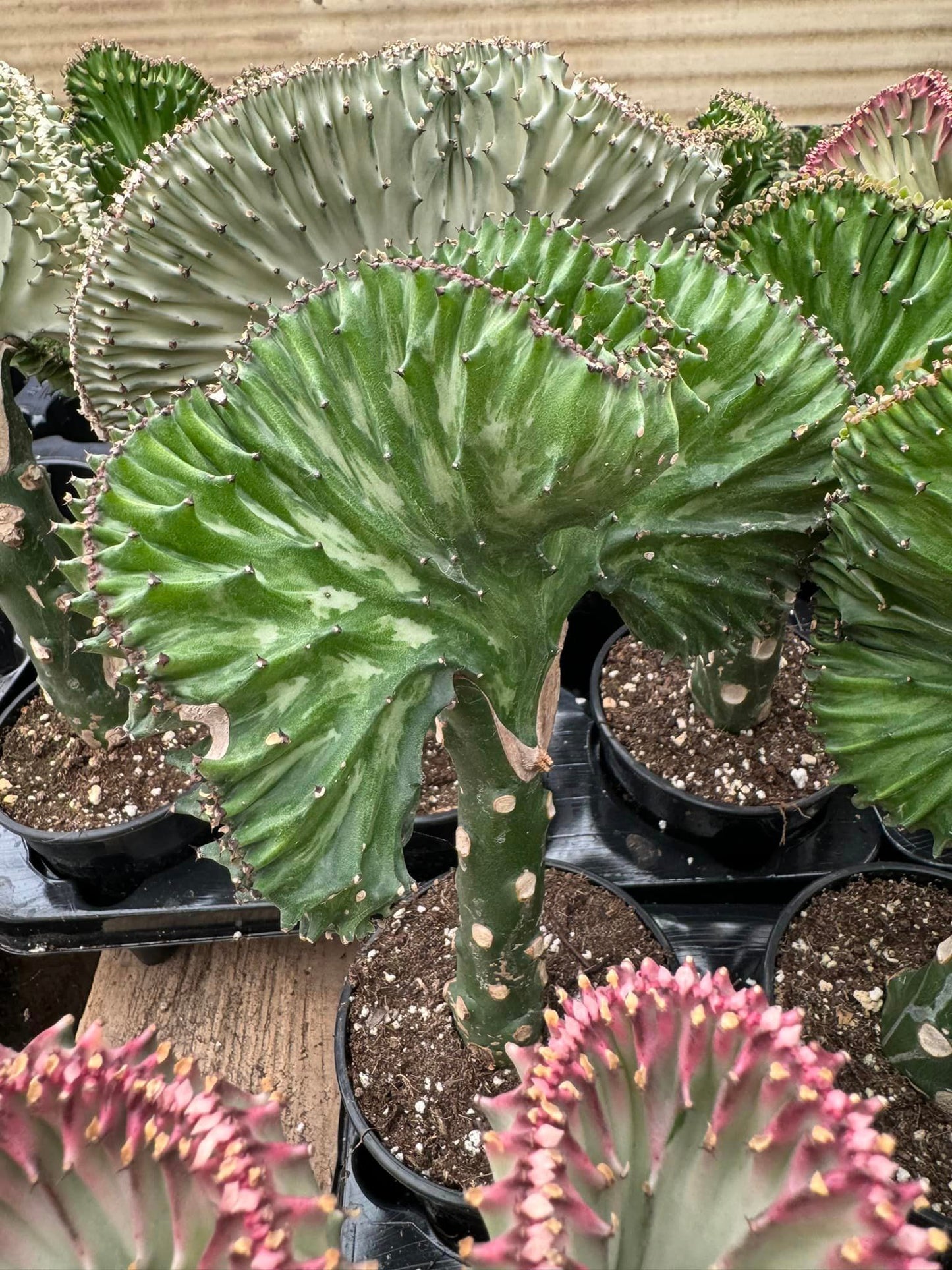 Euphorbia láctea (verde, blanca y rosa)