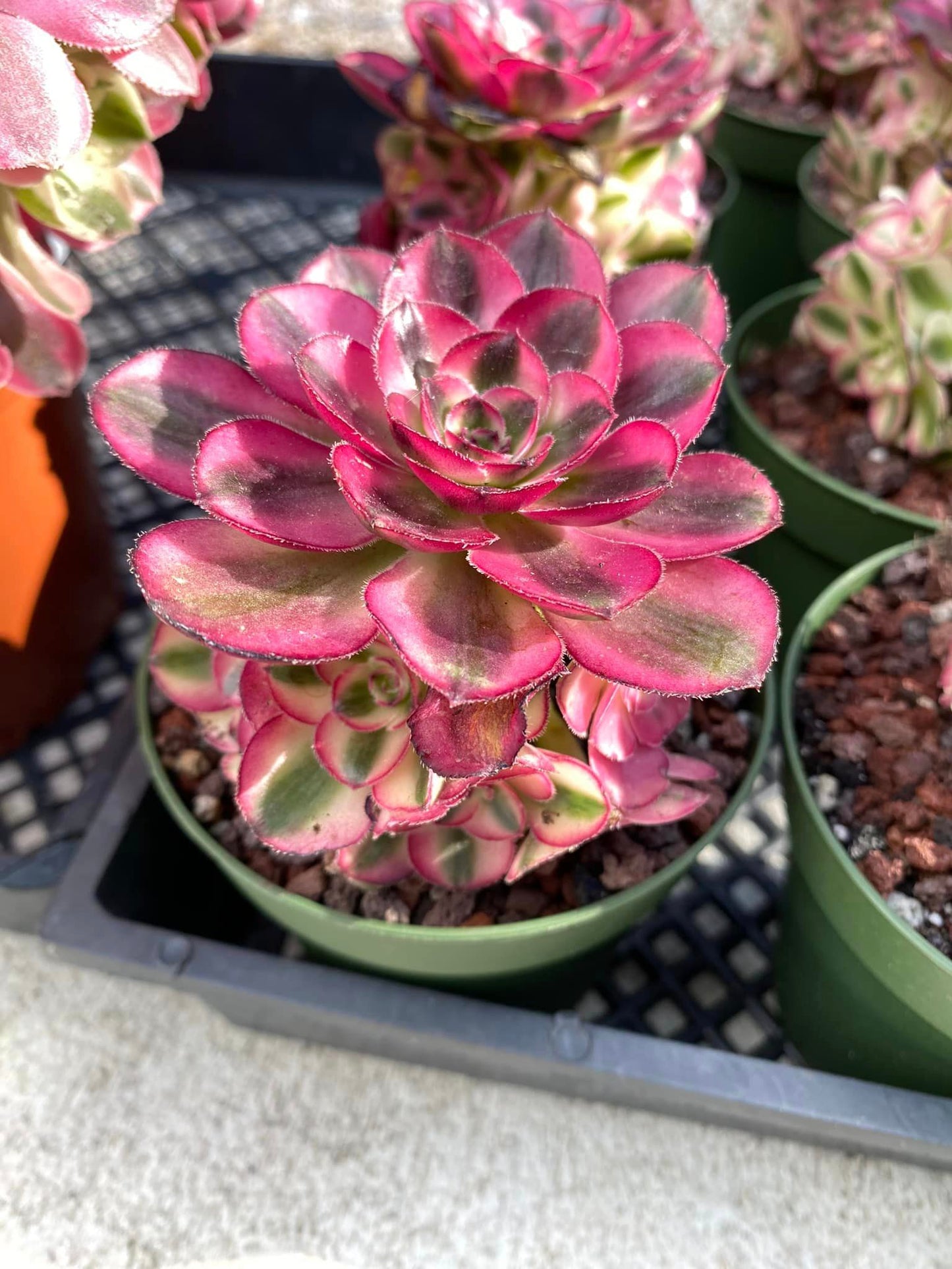 Aeonium voodoo cluster