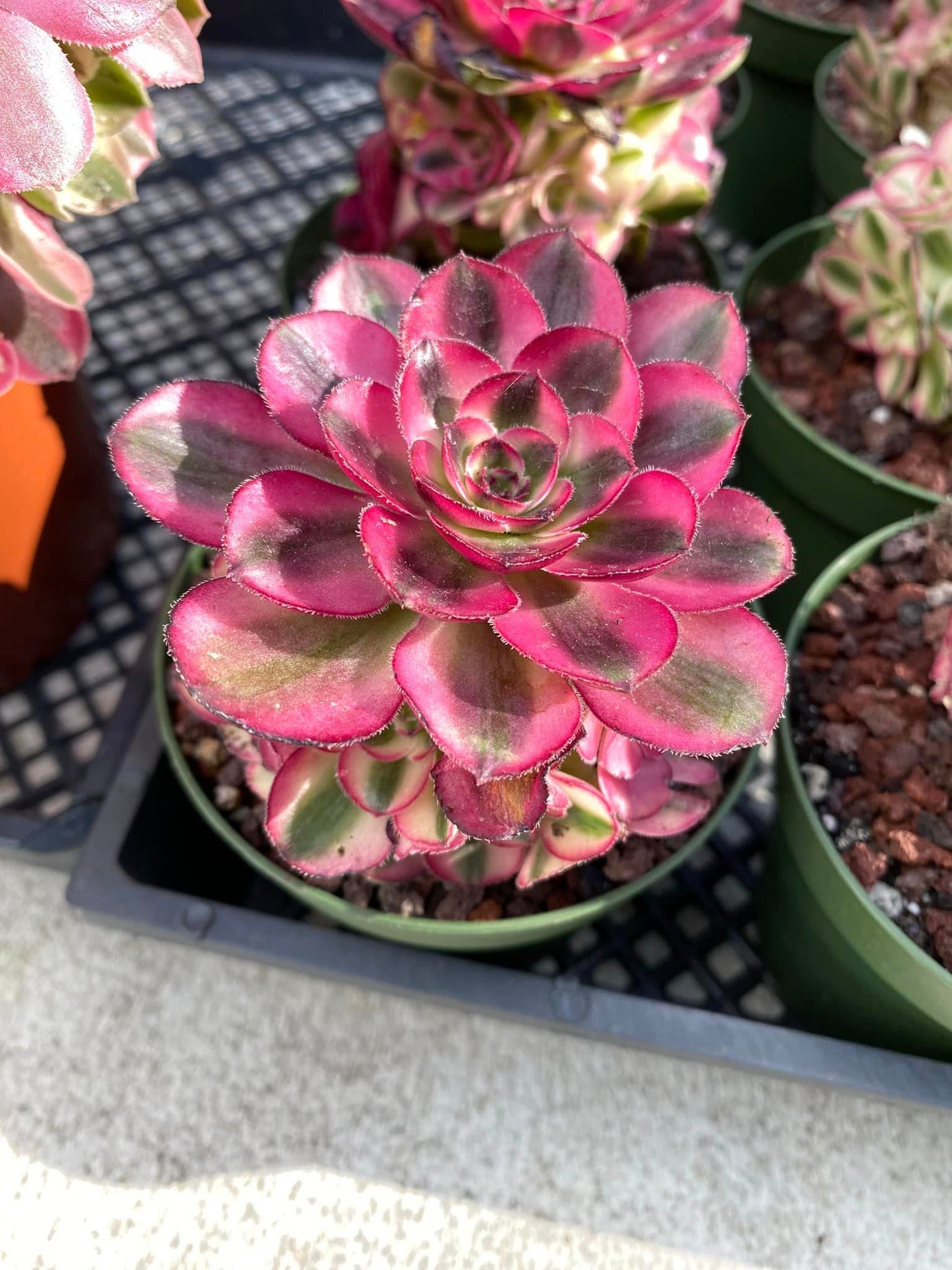 Aeonium voodoo cluster