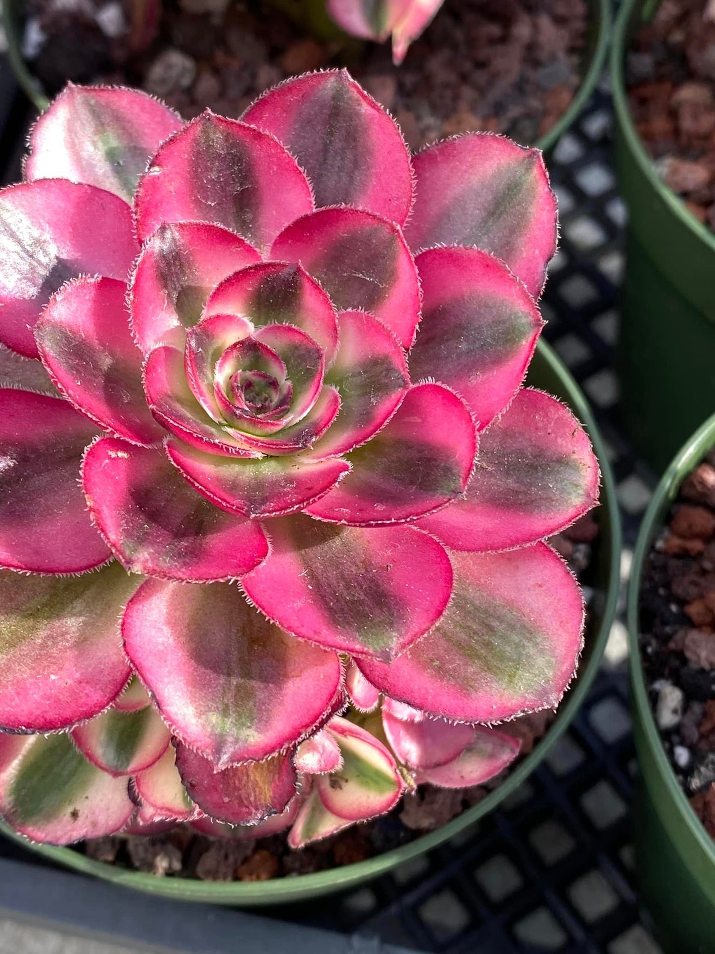 Aeonium voodoo cluster