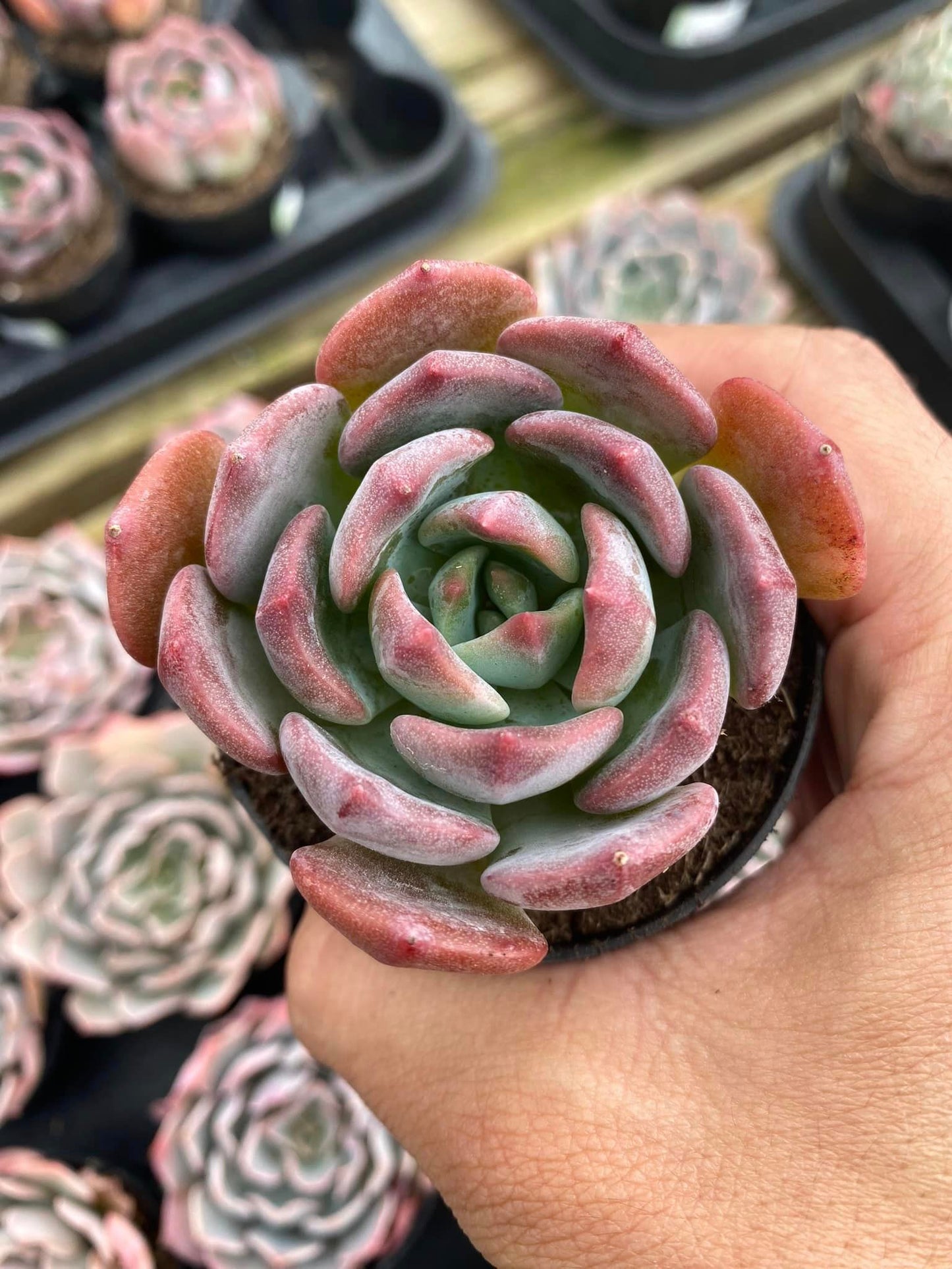 Echeveria blue topaz