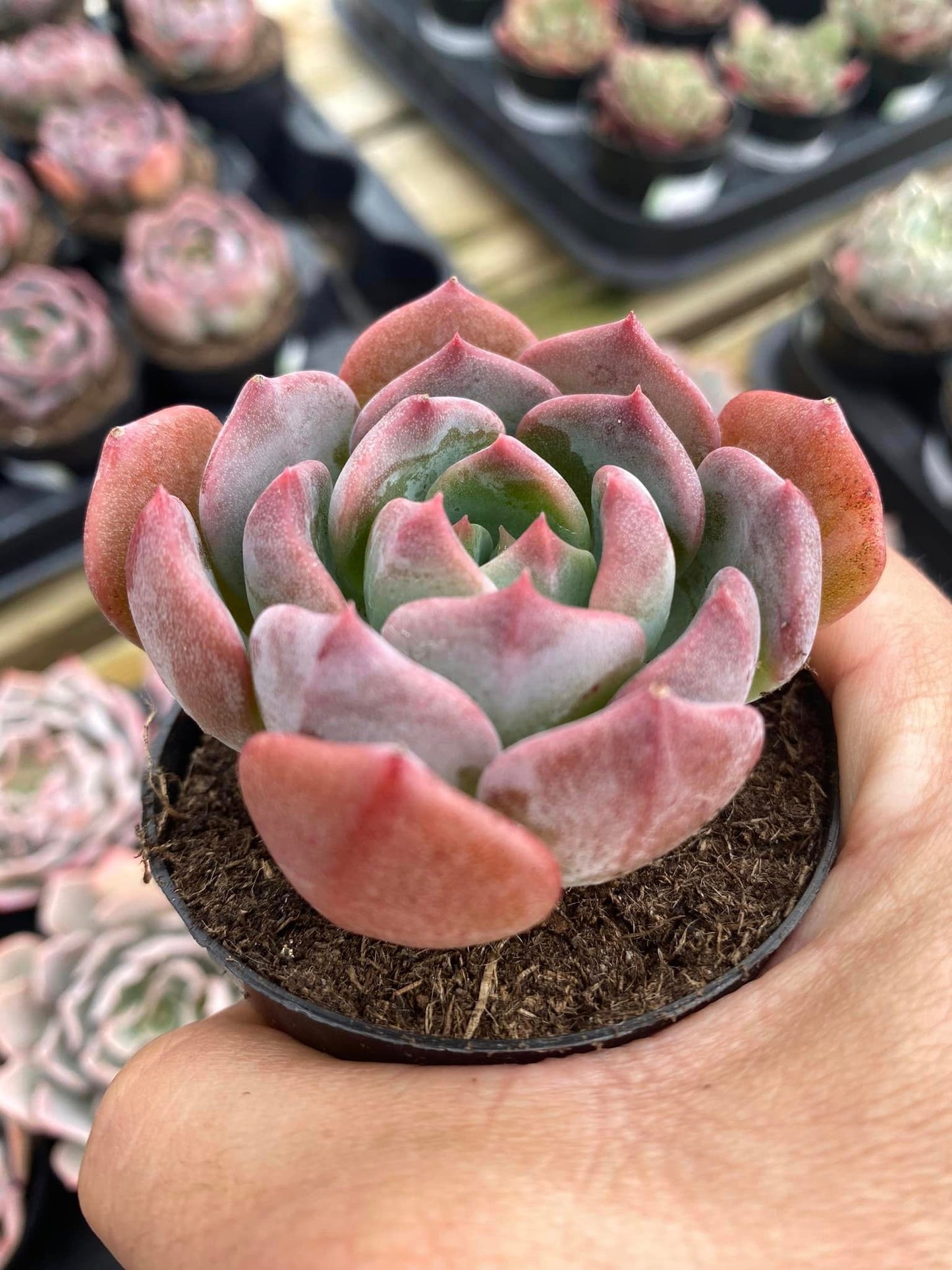 Echeveria blue topaz