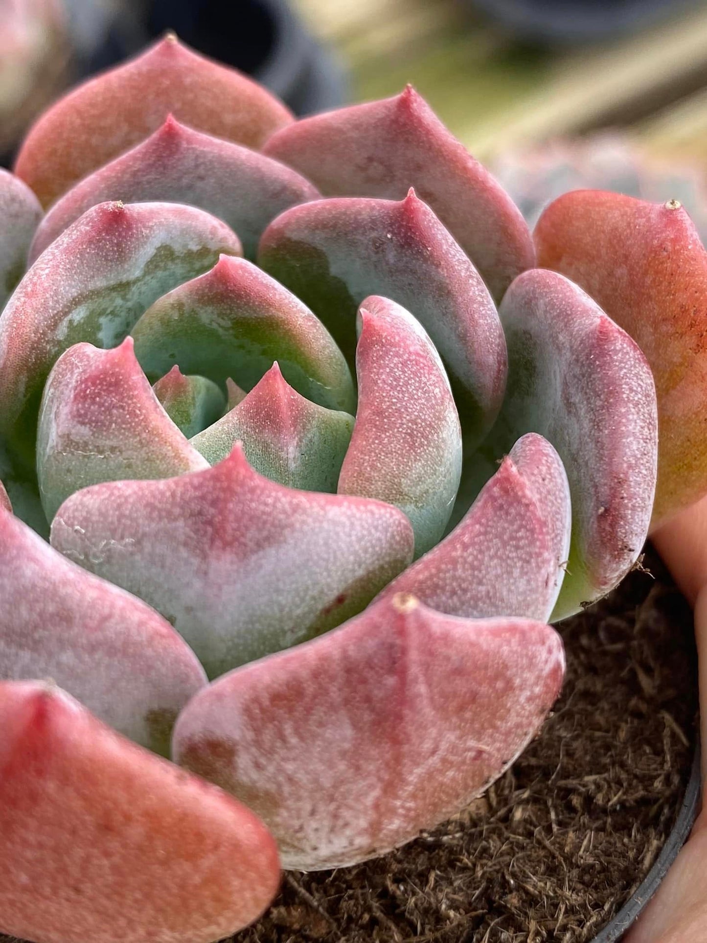 Echeveria blue topaz