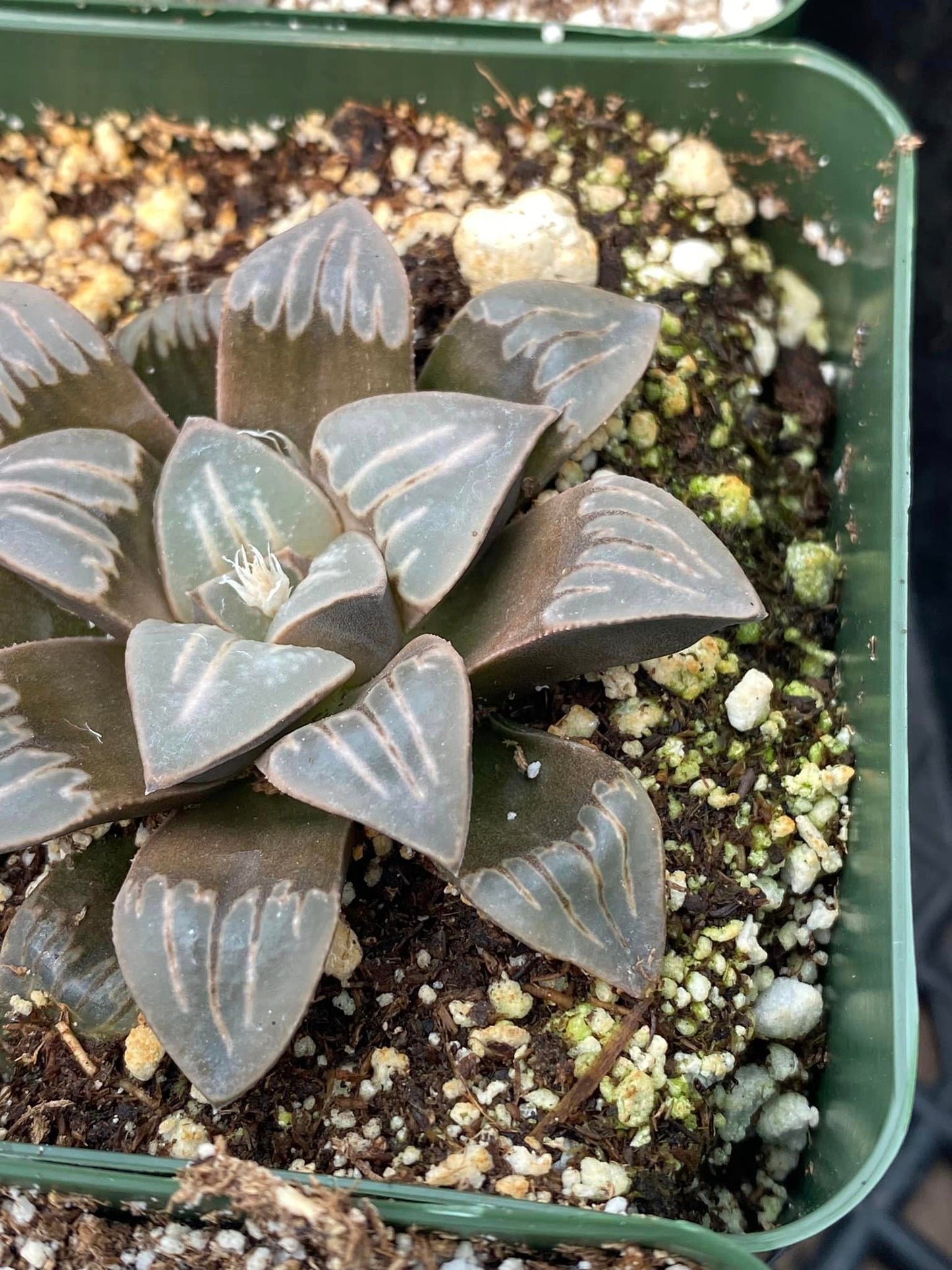 Haworthia white widow