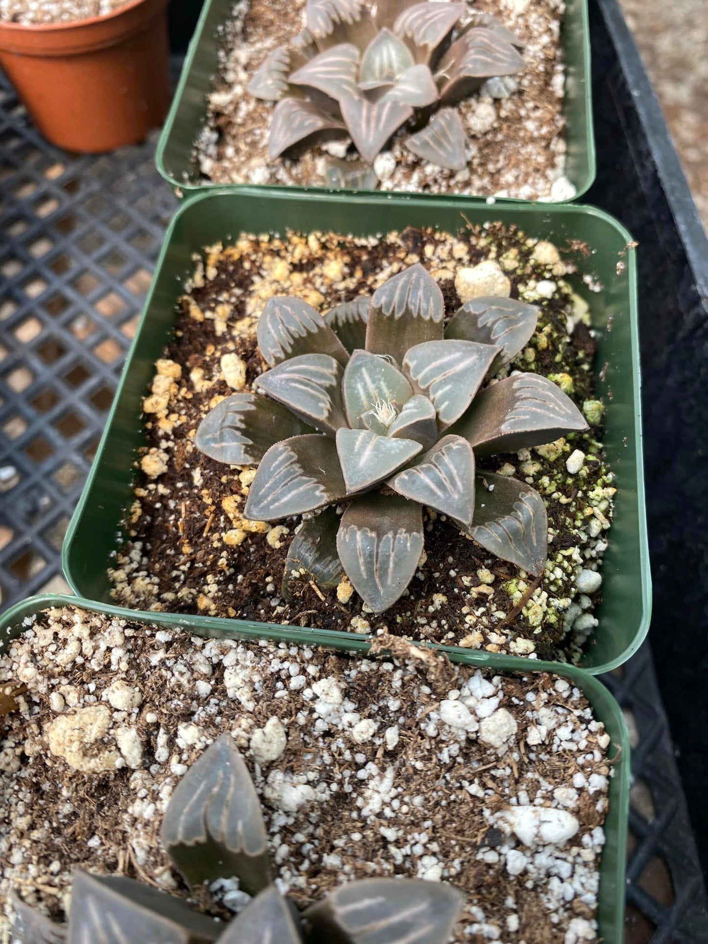 Haworthia white widow