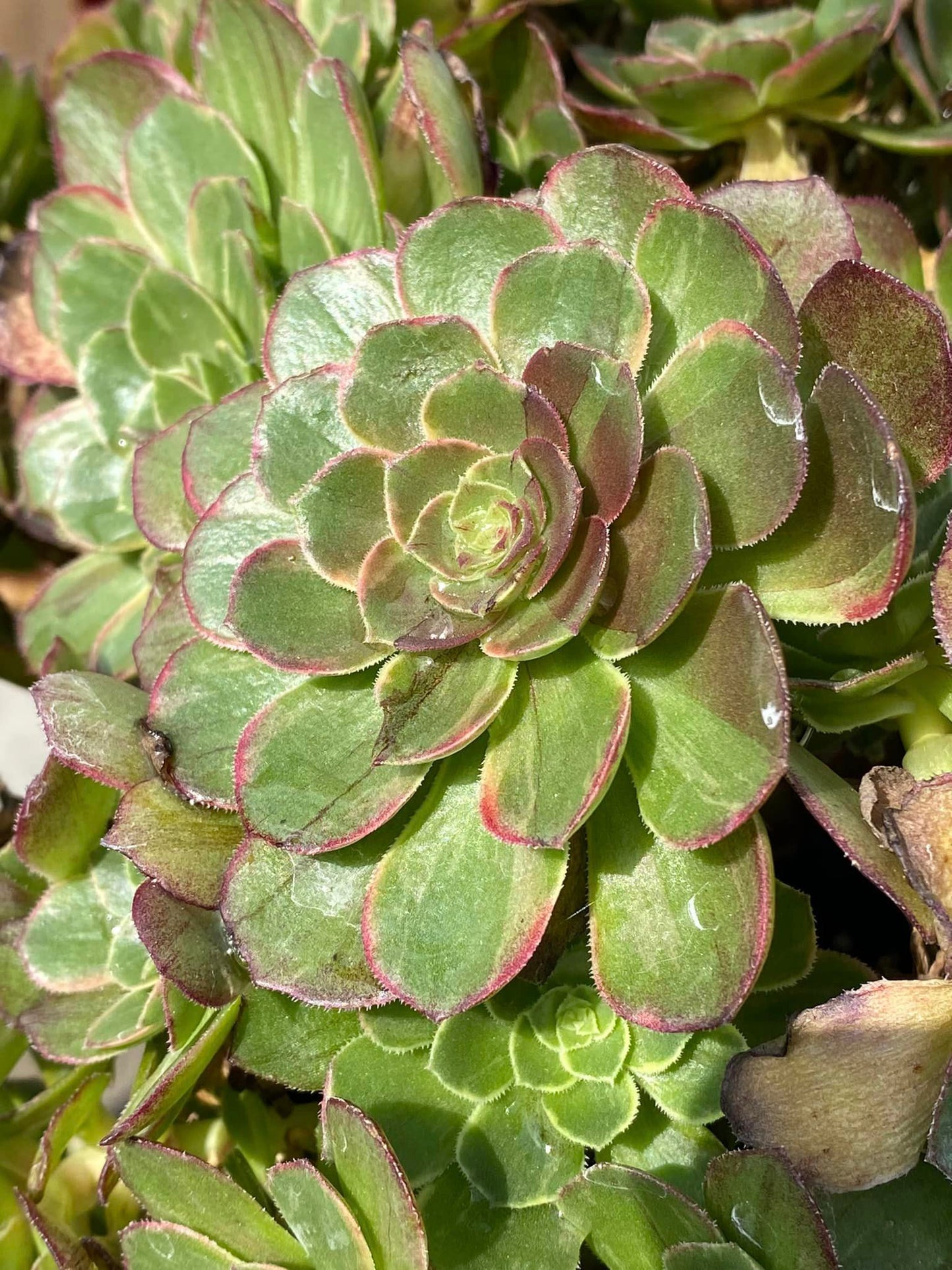 Aeonium halloween variegado cluster jumbo