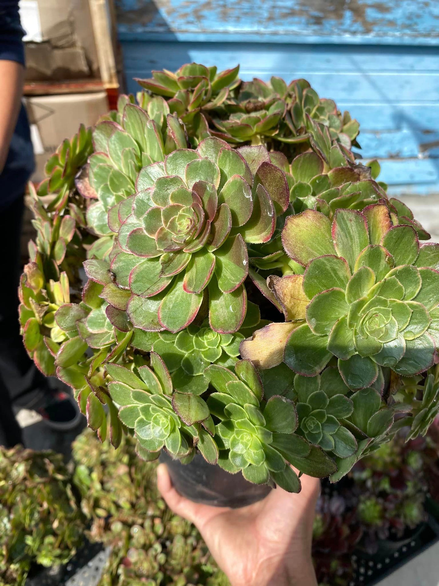 Aeonium halloween variegado cluster jumbo