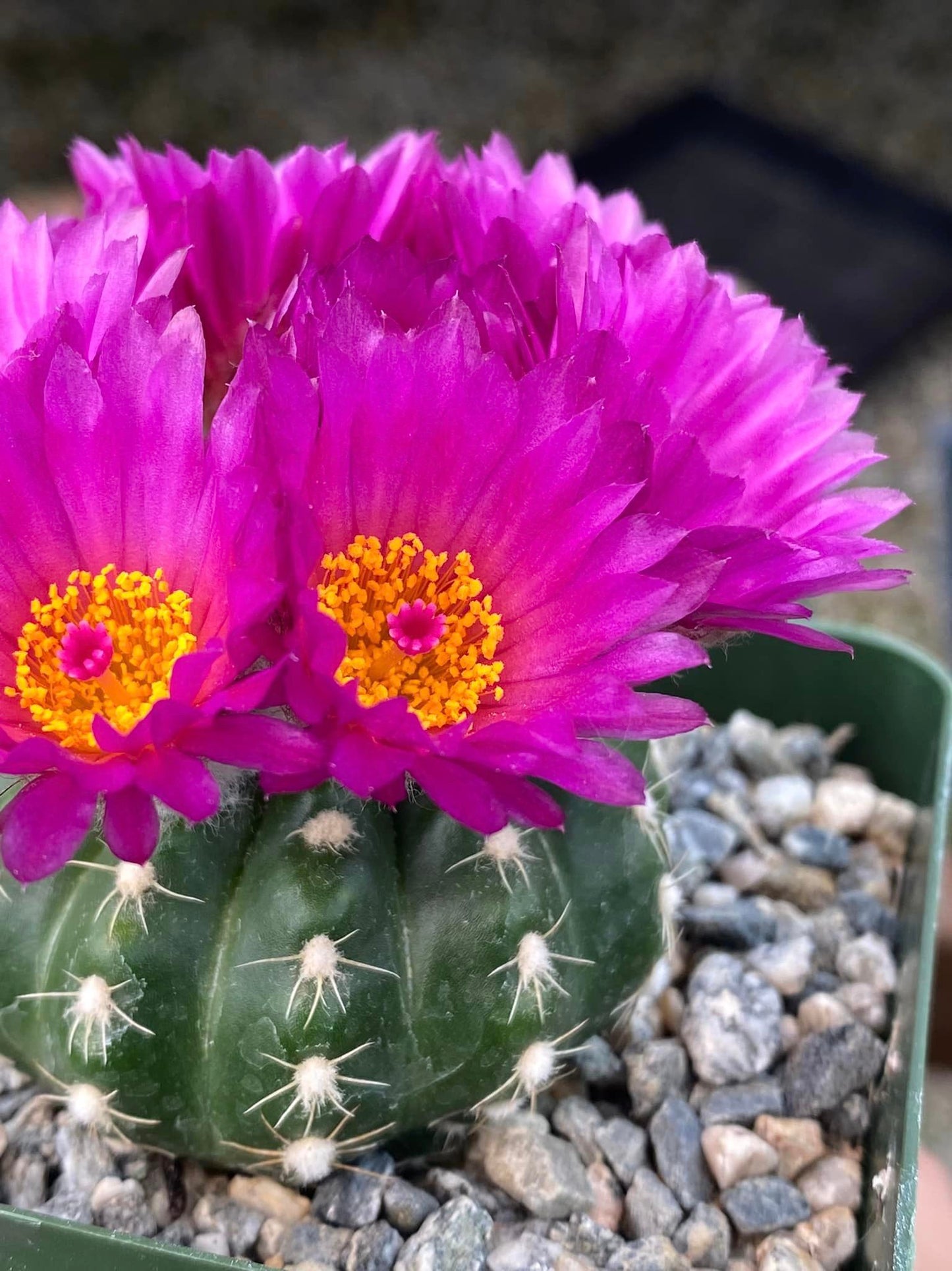 Notocactus uebelmannianus