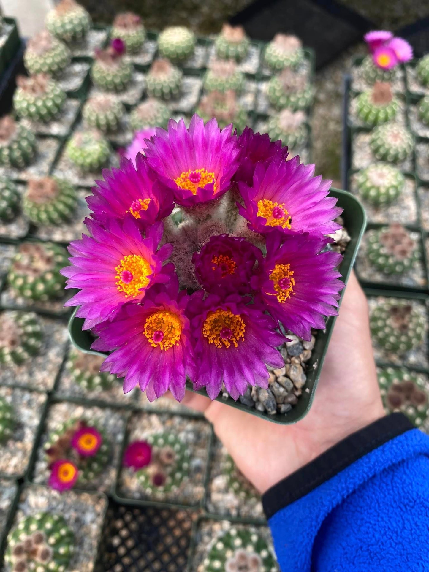 Notocactus uebelmannianus