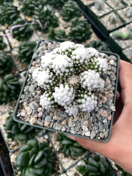 Mammillaria gracilis cv. Oruga