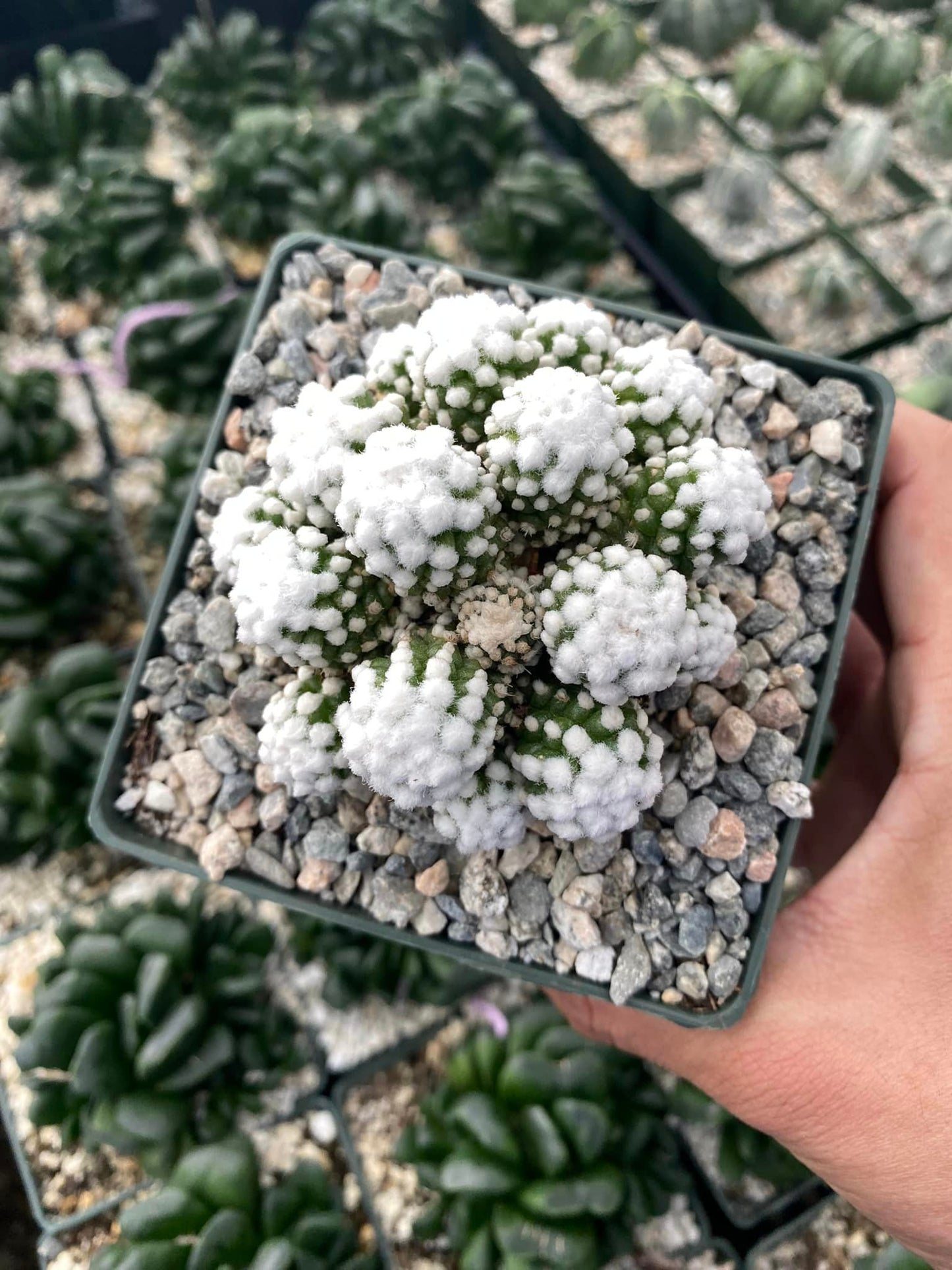 Mammillaria gracilis cv. Oruga