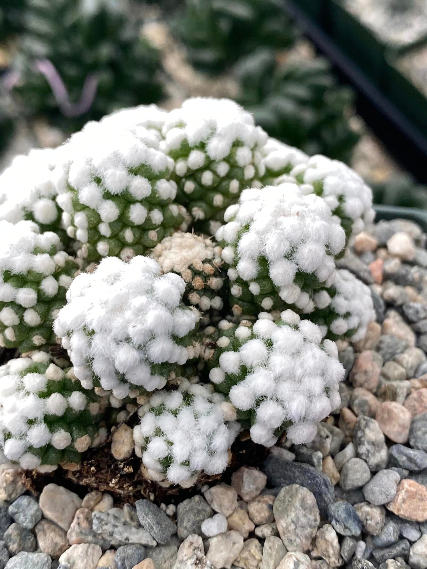 Mammillaria gracilis cv. Oruga