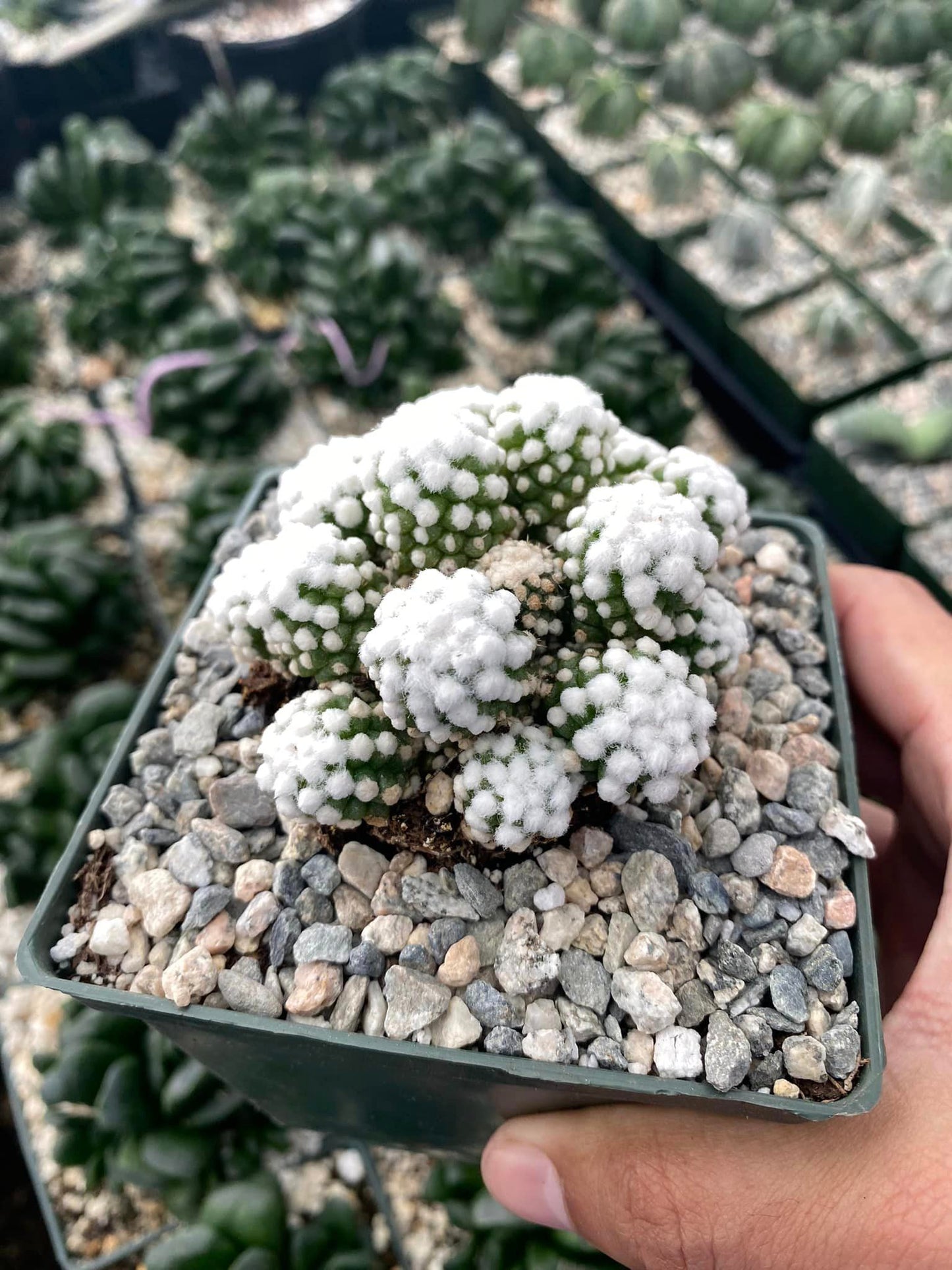 Mammillaria gracilis cv. Oruga