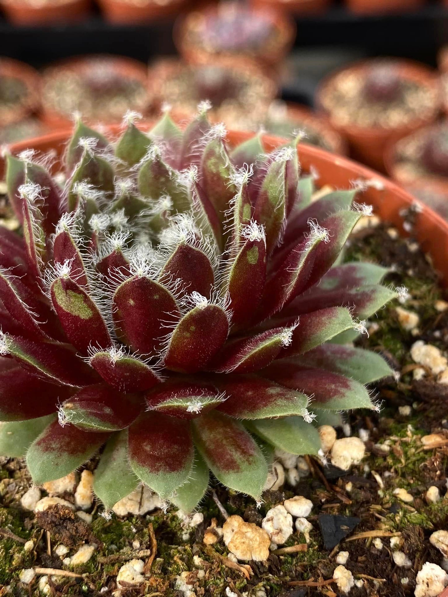 Sempervivum arachnoideum rubrum