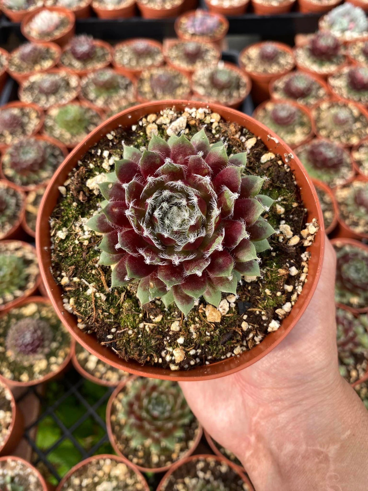 Sempervivum arachnoideum rubrum