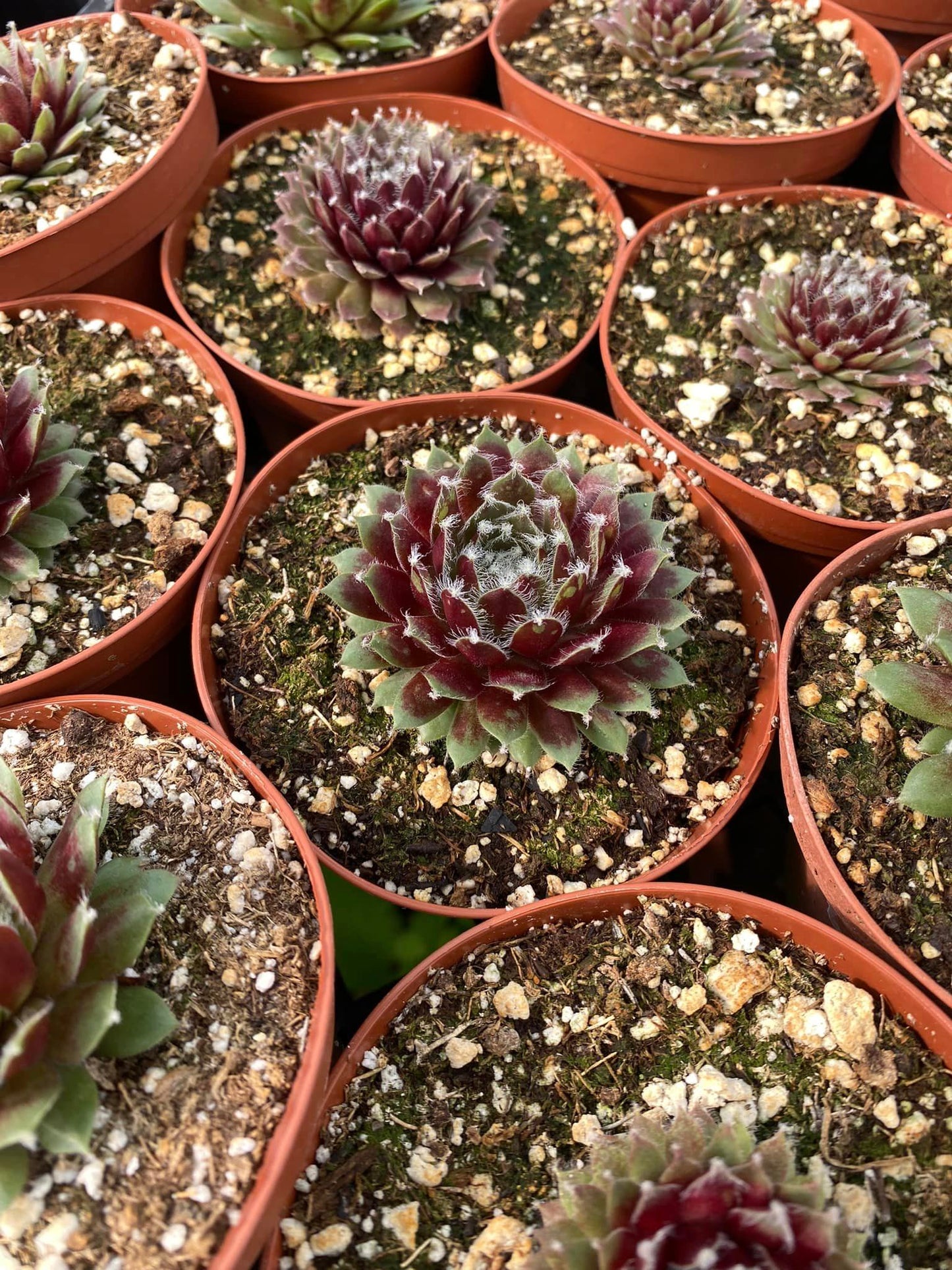 Sempervivum arachnoideum rubrum