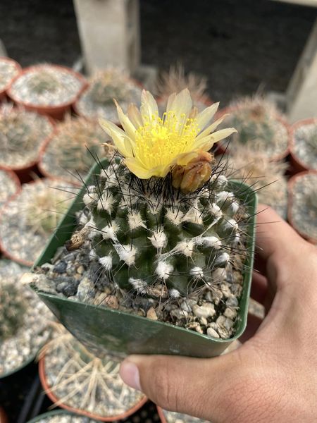 Copiapoa paposoensis