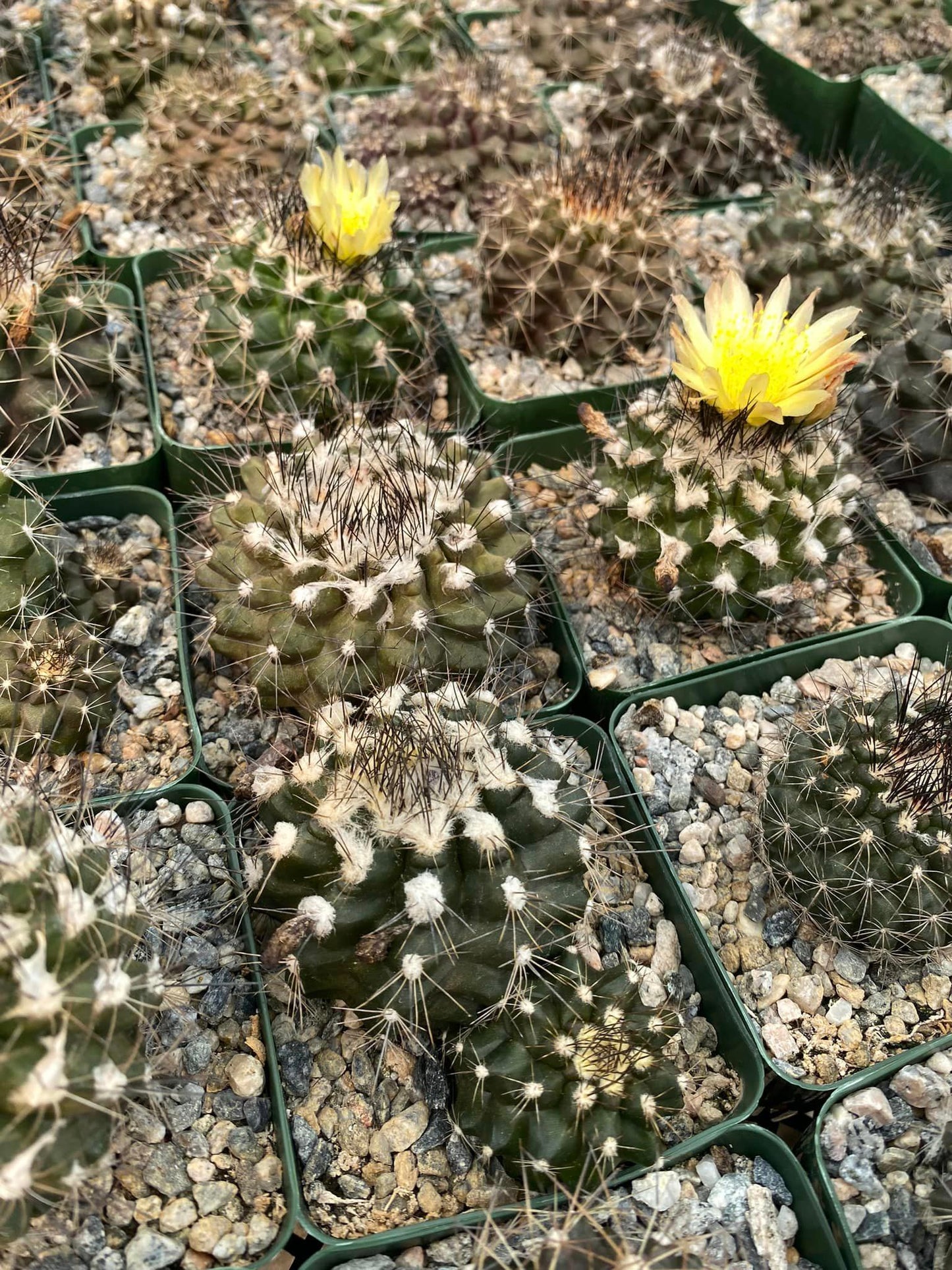 Copiapoa paposoensis