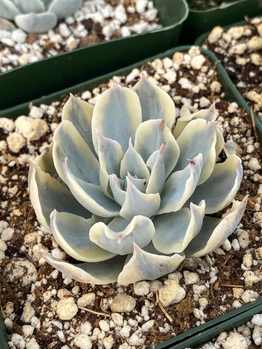 Echeveria subesilis Variegada