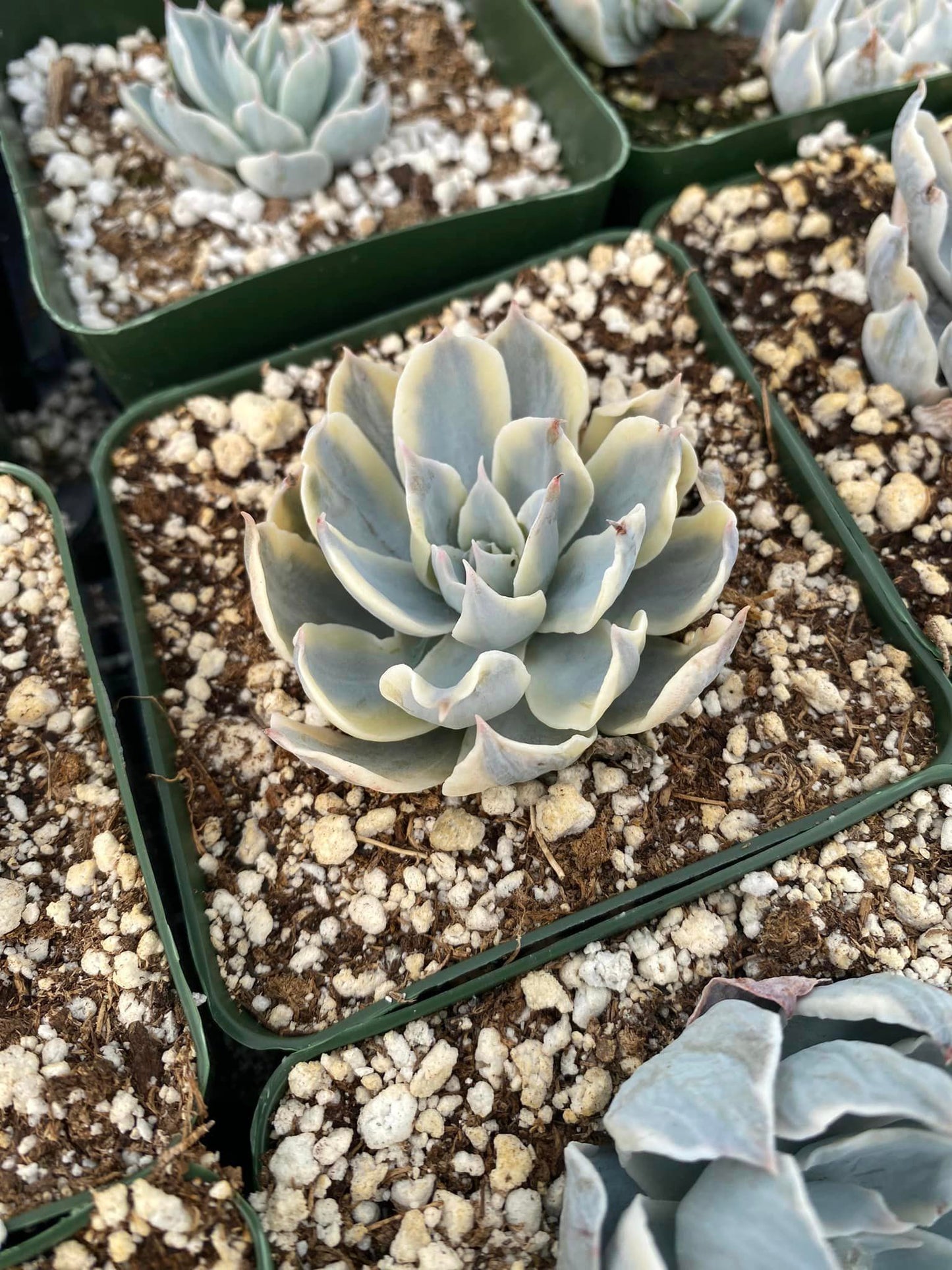 Echeveria subesilis Variegada