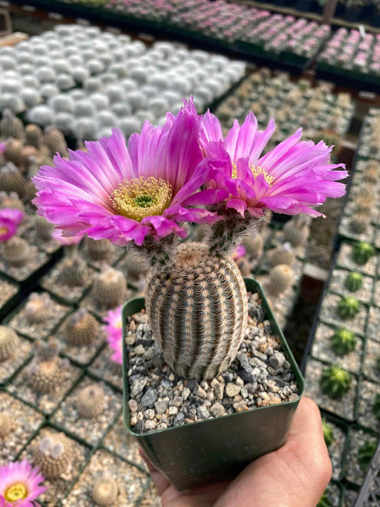 Echinocereus reinchenbachii var. Minor