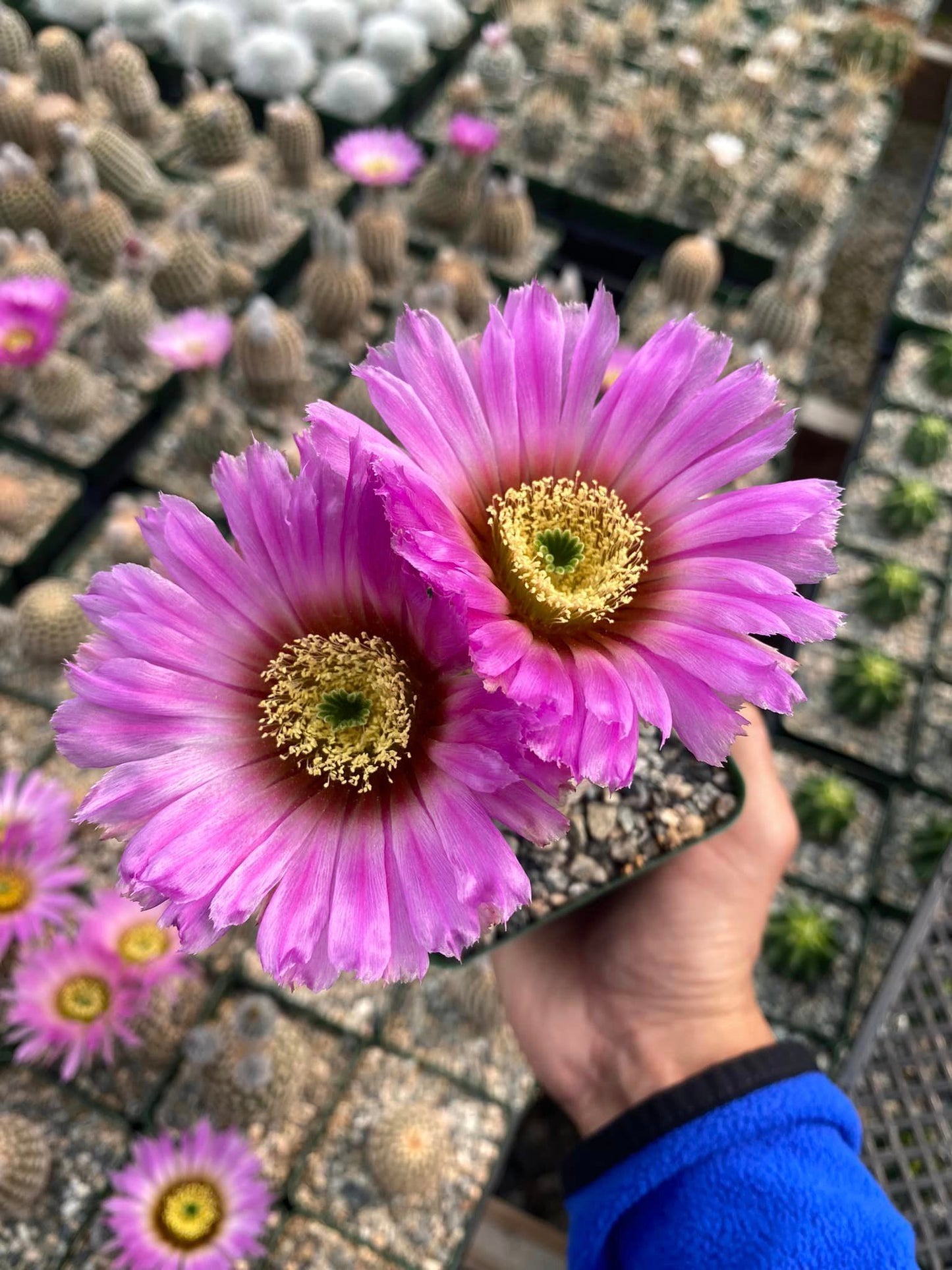 Echinocereus reinchenbachii var. Minor