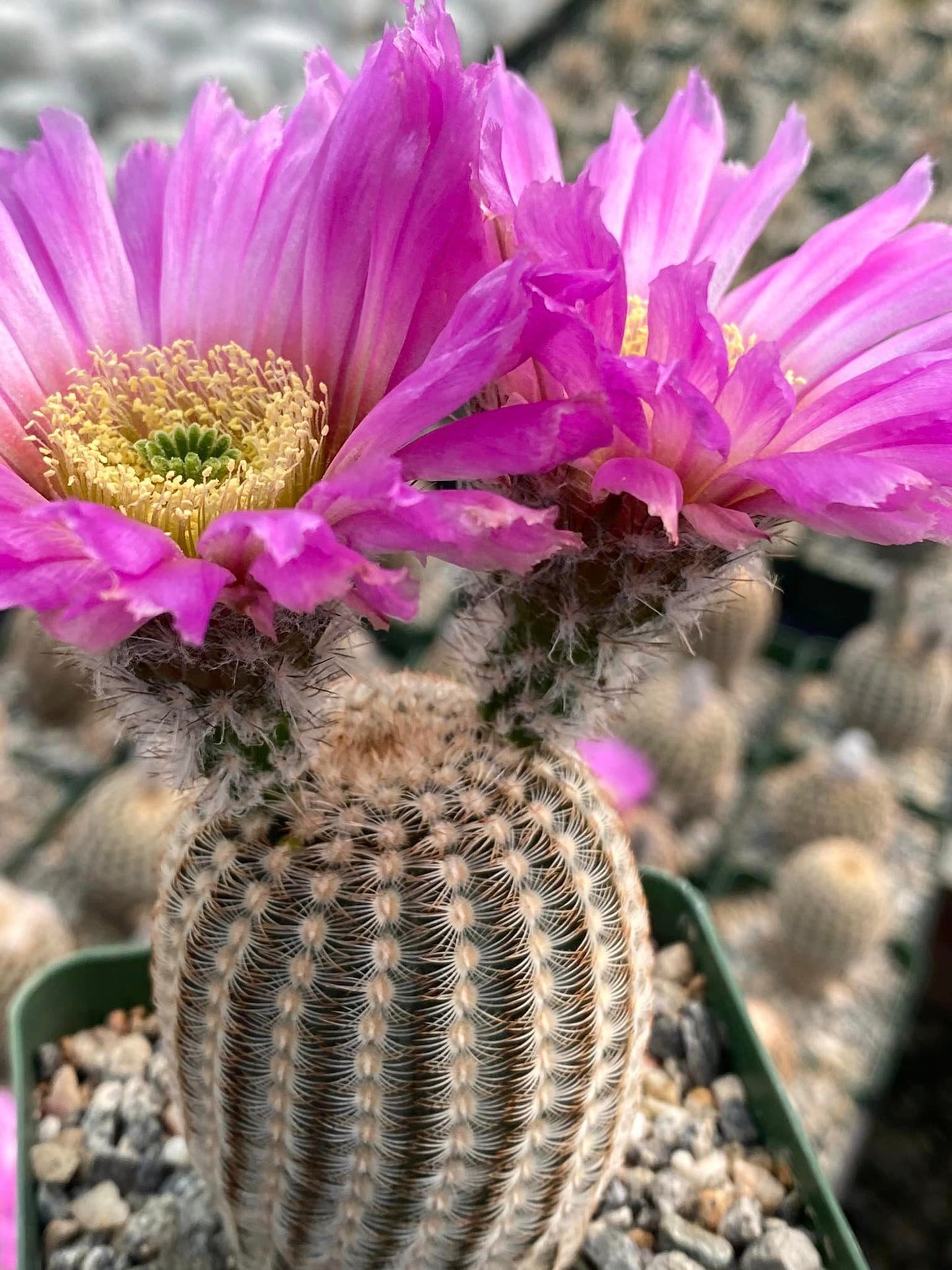 Echinocereus reinchenbachii var. Minor